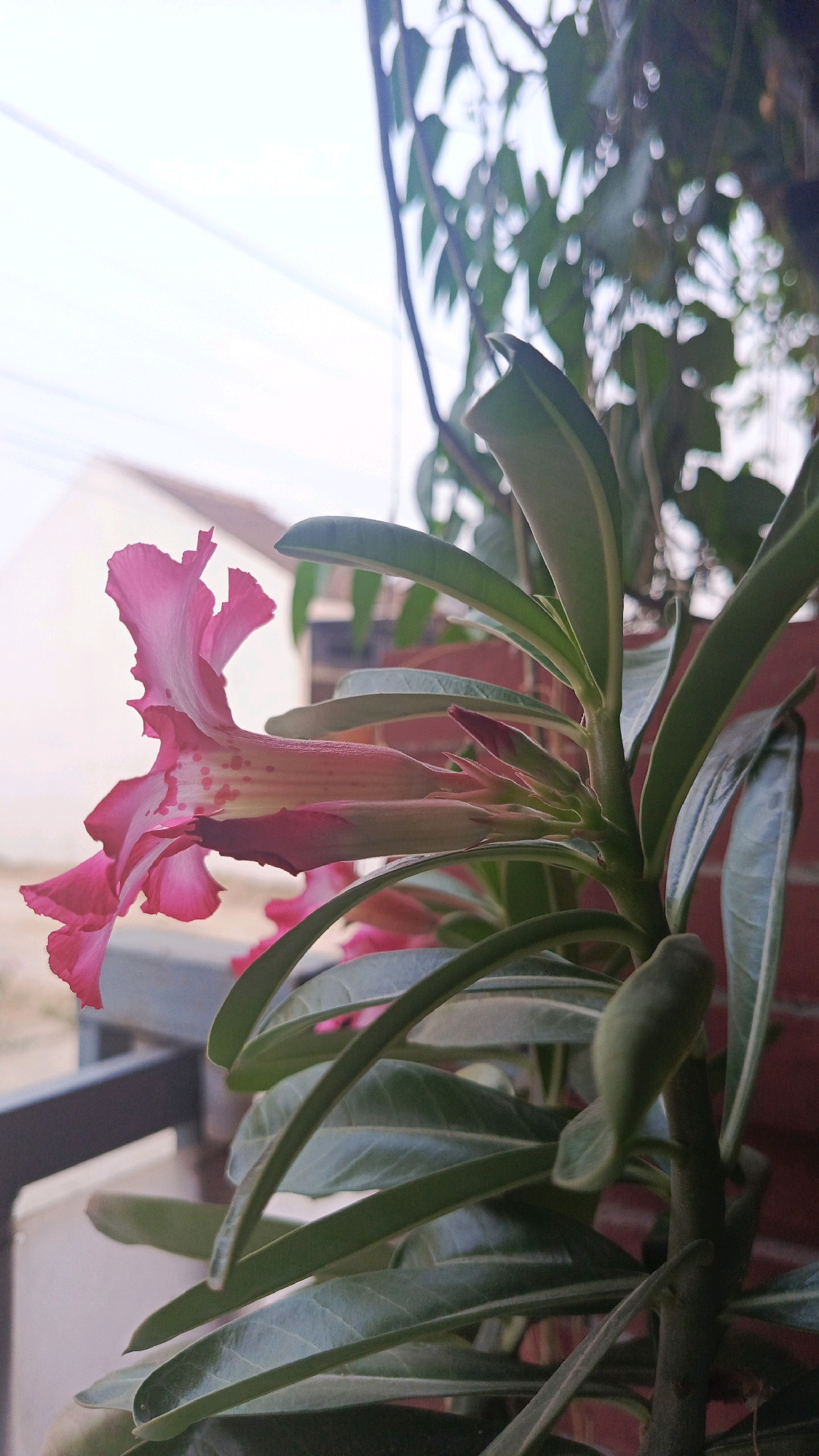 A close-up, profile view captures a vibrant pink desert rose flower in bloom, its delicate petals unfurling to reveal subtle yellow and red speckles within. The flower extends to the left, its elegant form contrasting with the lush, deep green foliage that surrounds it. The plant, an adenium obesum, is positioned outdoors, likely on a balcony or windowsill, as evidenced by the presence of a dark railing in the foreground. Beyond the railing, a muted, light-colored wall of a building is visible, suggesting an urban or suburban setting. The background is softly blurred, hinting at the gentle sway of unseen leaves and the diffused light of an overcast sky. The brick texture of a wall to the right adds a touch of earthy color to the scene. The image is a still life, focusing on the natural beauty of the desert rose.