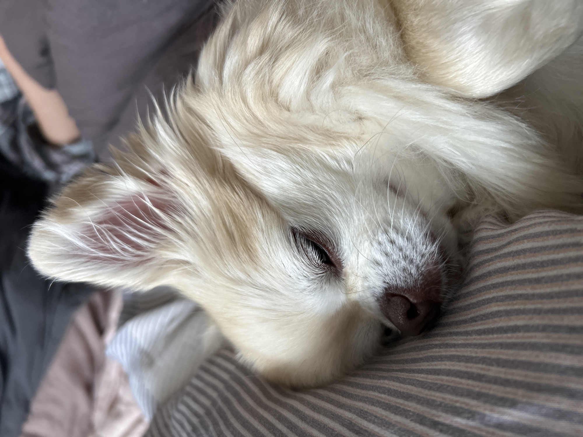 A close-up, low-angle, eye-level shot shows a light-colored long-haired chihuahua sleeping on a striped pillow. The dog's head is turned to the right, with its eyes closed and its ear perked up. The pillow is grey and white striped and is on a bed with grey and pink sheets. The background is blurred, but appears to be a bedroom.