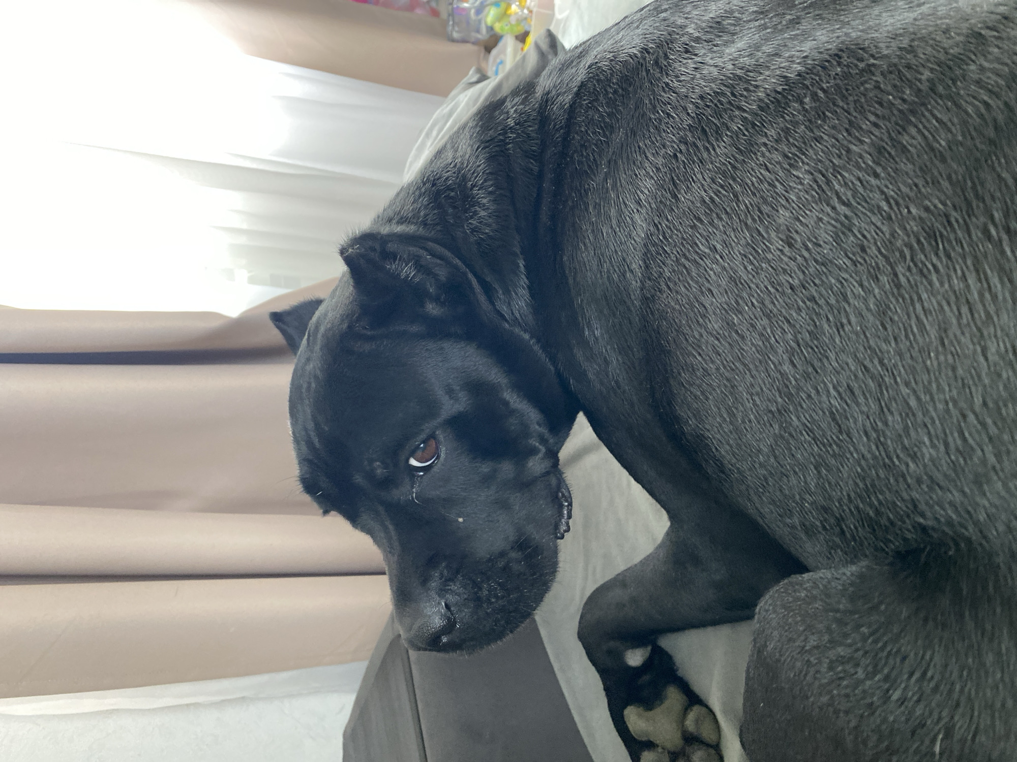 The image shows a close-up of a black dog lying on a bed or couch. The dog is looking to the left of the frame, with its head turned away from the camera. The dog's fur is short and appears somewhat coarse. Its eyes are visible, and they are a light brown color. The background consists of muted beige curtains and a bright white curtain. The lighting suggests it is daytime, with light filtering in from a window. The dog's paws are visible in the lower left of the frame, resting on a light-colored surface. There are no other individuals or significant objects in the immediate vicinity of the dog. The location is not discernible from the image.