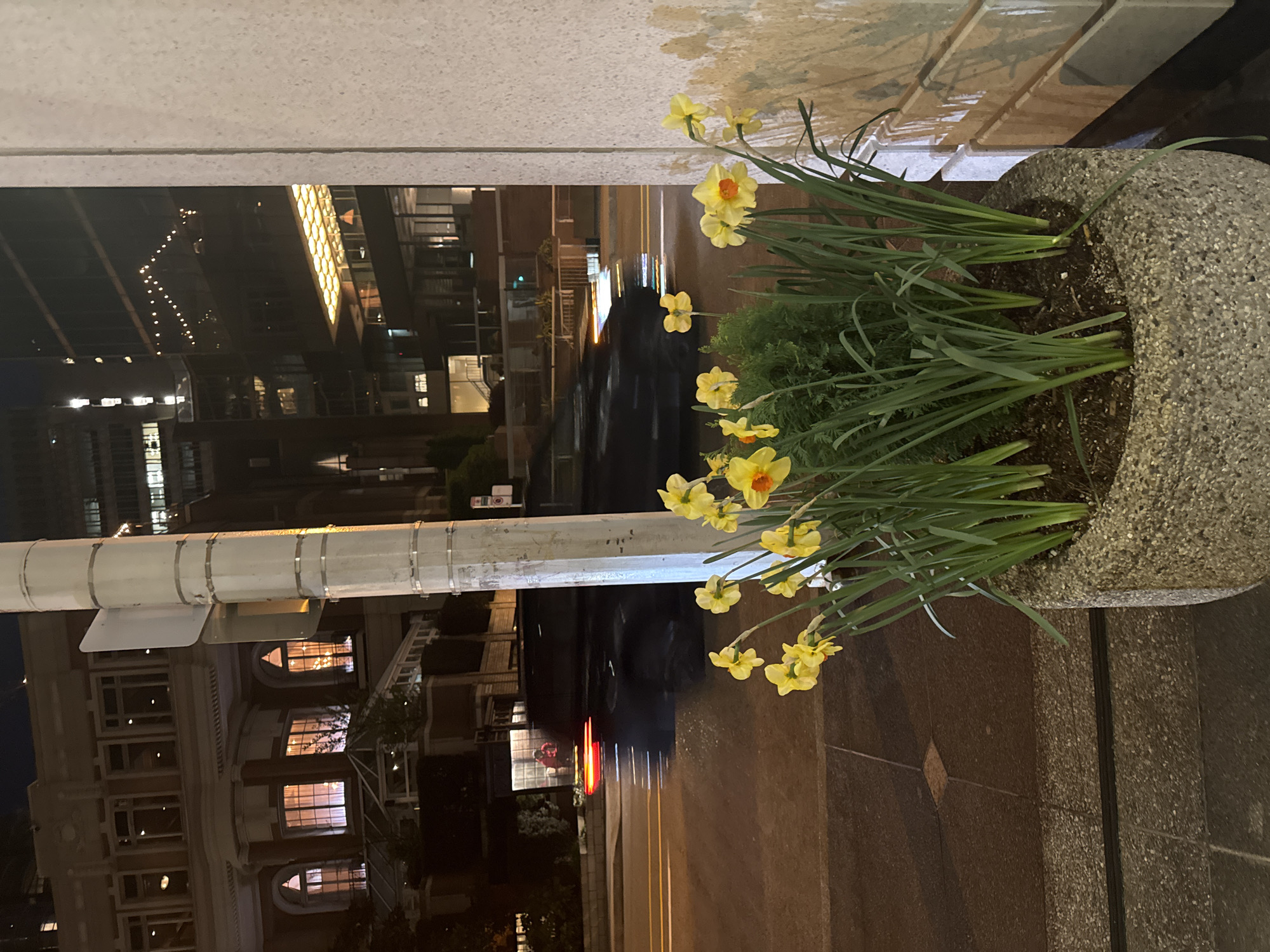 At night in Vancouver, Canada, a flower pot containing yellow daffodils and green foliage sits on the sidewalk. Behind the flower pot, a street stretches into the distance, reflecting car headlights and tail lights on the wet pavement. On the left of the frame, a white street pole stands tall with a sign attached. Buildings with illuminated windows rise on either side of the street. The architecture is varied, with both modern high-rises and older, ornate structures visible. The overall scene is urban and dimly lit.
