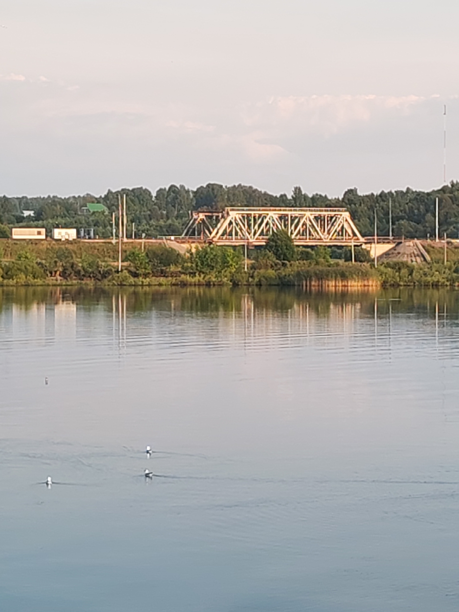 A wide shot captures a calm, wide river with a metallic railway bridge spanning it. The bridge, constructed of girders, shows signs of age with its rust-colored metal. On the riverbank, a line of dense green trees forms a natural border, with some buildings and utility poles visible in the distance behind them. The sky is a pale, overcast gray, with faint clouds. On the water, four white birds, likely ducks or gulls, are scattered, creating small ripples. The reflection of the bridge and the trees is visible on the water's surface. The overall scene suggests a quiet, possibly industrial, setting in Sheksna, Russia.
