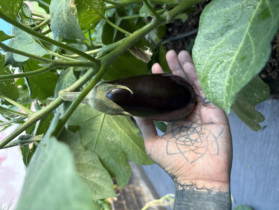 A dark purple eggplant nestled in a hand with tattoo art. The eggplant is connected to a plant with green leaves and stems. The hand is positioned to the right of the eggplant, appearing to support it. The overall scene is outdoors, showing a cultivated plant. The hand's tattoos are intricate, featuring geometric designs and dark ink.