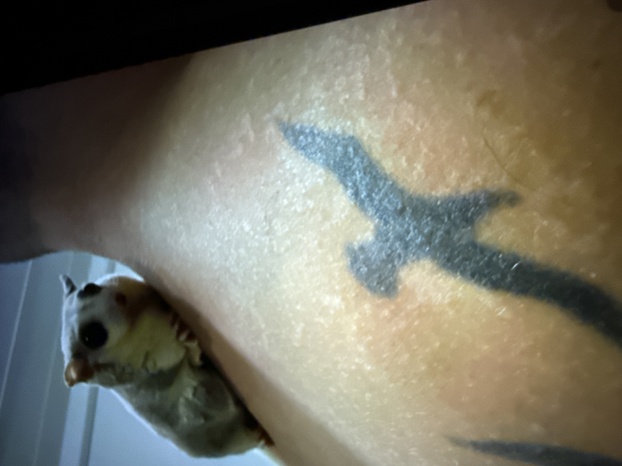 The image shows a close-up view of a sugar glider perched on a person's shoulder. The sugar glider is small and grey with large dark eyes and a light-colored belly. It appears to be looking slightly to the left of the camera. The person's skin is visible, with a dark tattoo partially obscuring the shoulder. The background is out of focus, but suggests an indoor setting with a pale blue wall. There are no identifiable landmarks or elements that place this image in Taipei, Taiwan.