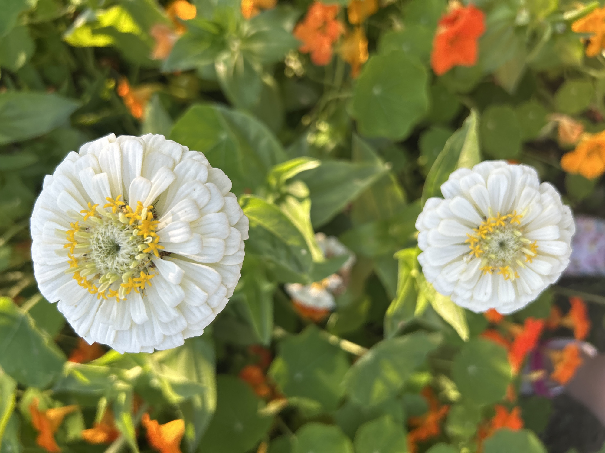 Two white zinnia flowers with yellow centers are positioned vertically in the frame against a backdrop of green leaves and out-of-focus orange nasturtiums. The upper flower is closer to the camera and more in focus, revealing detailed white petals and yellow stamen. The lower flower is slightly smaller and less focused. In the lower left portion of the image, a person's hand and arm are partially visible, with colorful clothing or objects beneath them. The scene appears to be an outdoor garden. There is no indication of the city of Kalitsino, Russia.