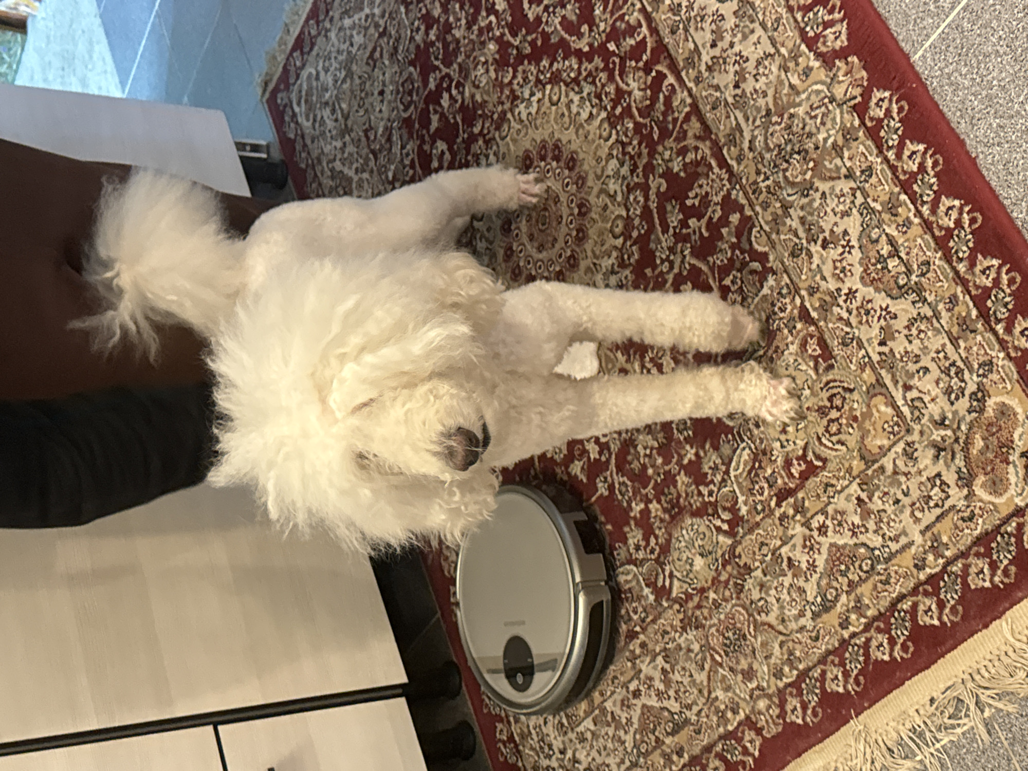 A white, fluffy dog is lying on a patterned rug next to a robotic vacuum cleaner. The rug is red, beige, and brown. The vacuum cleaner is silver and black. Part of a white cabinet and a black object are visible in the lower left of the image. The dog is positioned diagonally across the rug, facing the upper left of the frame. The environment suggests an indoor setting, potentially a home. The location of the city of Krasnoyarsk, Russia is not explicitly visible from the visual content of the image.