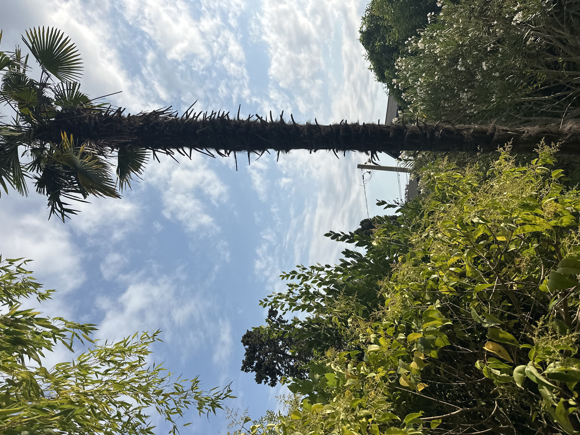 The image depicts an outdoor scene in Sochi, Russia, characterized by lush vegetation under a partly cloudy sky. A tall, slender palm tree stands prominently in the center, its trunk covered in fibrous material and studded with remnants of old fronds. To the left of the palm tree, dense green foliage, possibly deciduous trees and shrubs, fills the foreground, with some leaves illuminated by sunlight. In the background, a dark, cone-shaped tree is visible, and further beyond, a house with a dark roof can be seen through the branches. White flowers are scattered among some of the green bushes on the right side of the frame. The sky is a pale blue, with wispy white clouds scattered across it, suggesting a bright day. A utility pole with wires is also visible near the palm tree. The overall impression is of a residential or garden area in a warm climate.