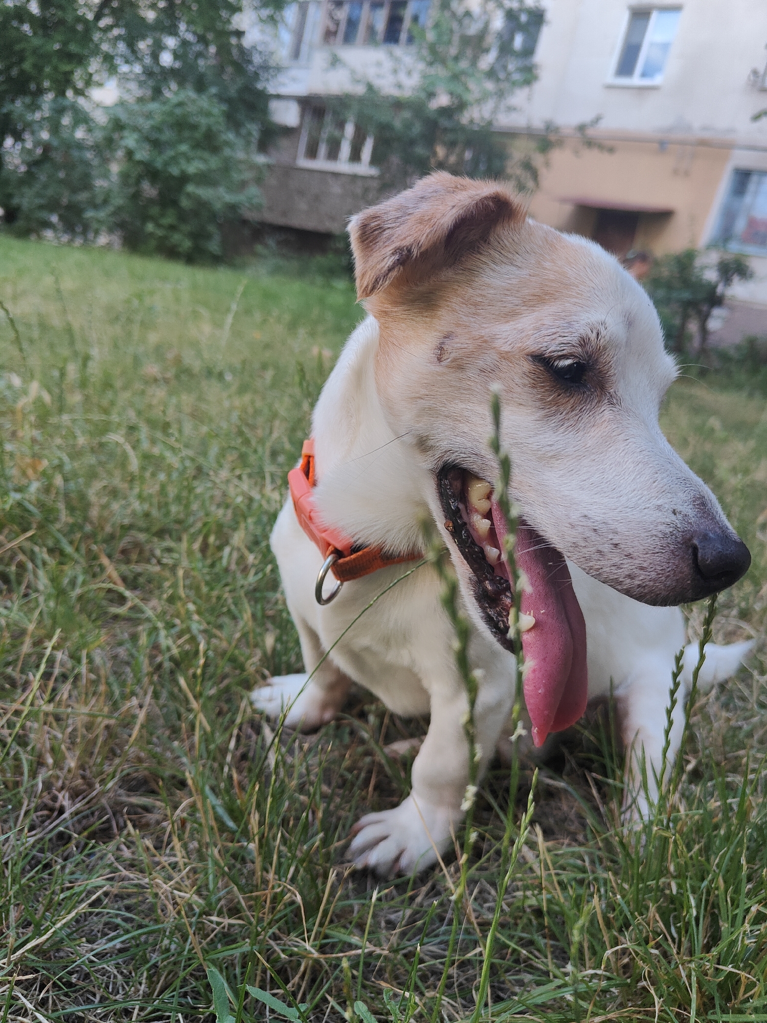 A Jack Russell Terrier dog sits on a grassy lawn in front of an apartment building. The dog has white and tan fur, with its mouth open and tongue hanging out. It is wearing an orange collar. The building in the background is light yellow with balconies and windows. Trees and bushes are visible around the building. The image appears to have been taken outdoors in daylight. This scene is consistent with an urban environment in Chornomorsk, Ukraine.