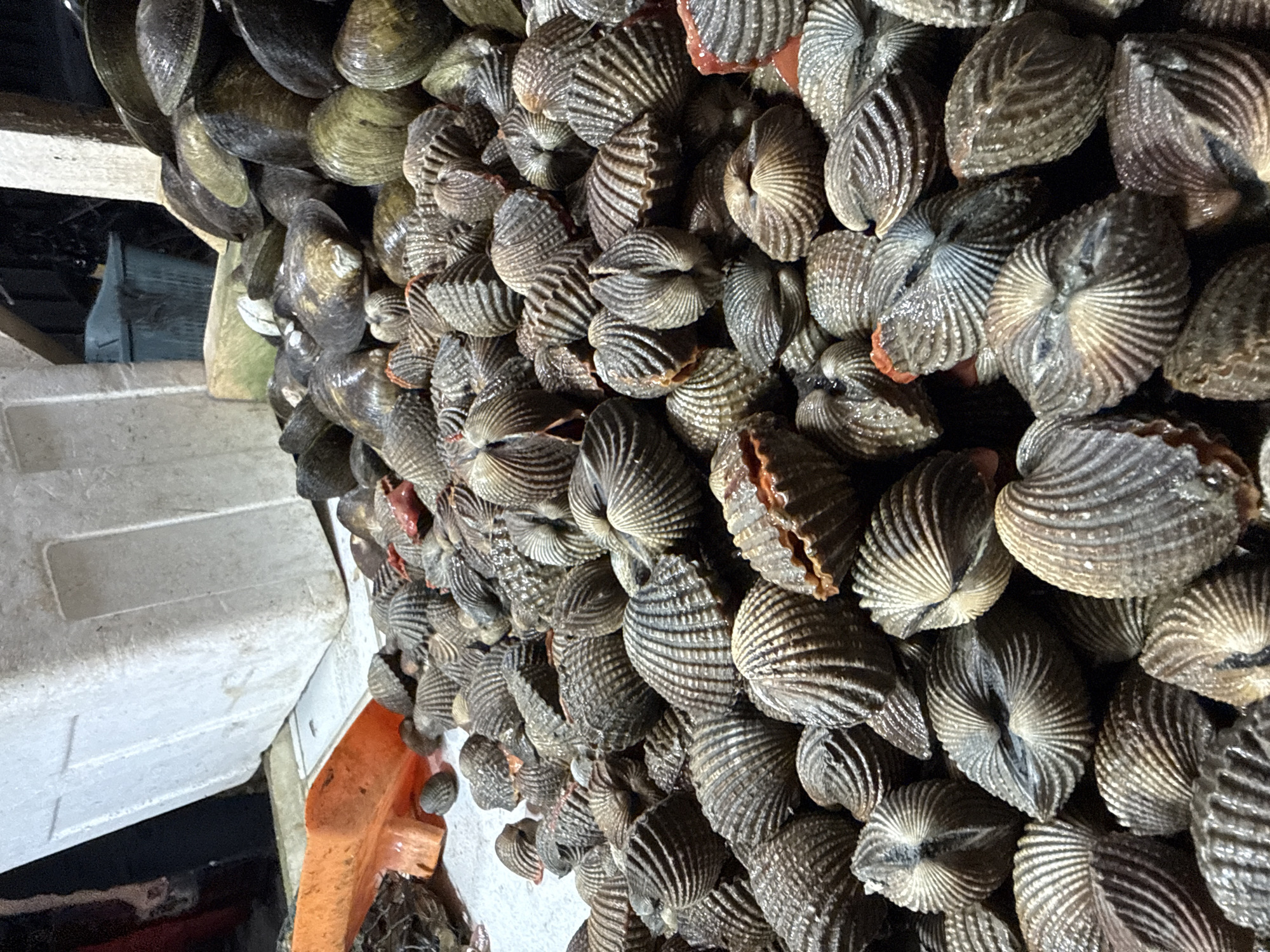 The image shows a large number of cockles arranged closely together, many with open shells revealing the meat inside. The cockles are gray and ribbed. They are situated next to what appears to be a white plastic container and other miscellaneous objects. The location is presumed to be Lhokseumawe, Indonesia.