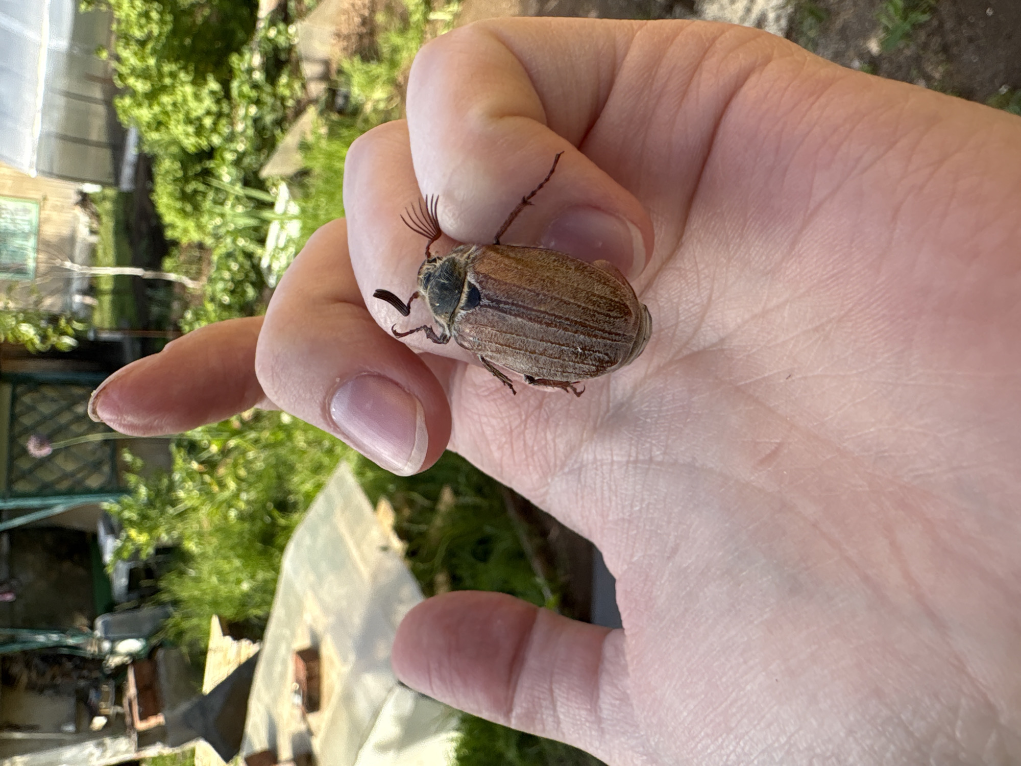 A hand is holding a brown May beetle, also known as a cockchafer, in an outdoor setting. The background shows a greenhouse or similar structure, along with greenery, suggesting a garden or yard. The location is plausibly Italmas, Russia, given the prevalence of May beetles in European regions.