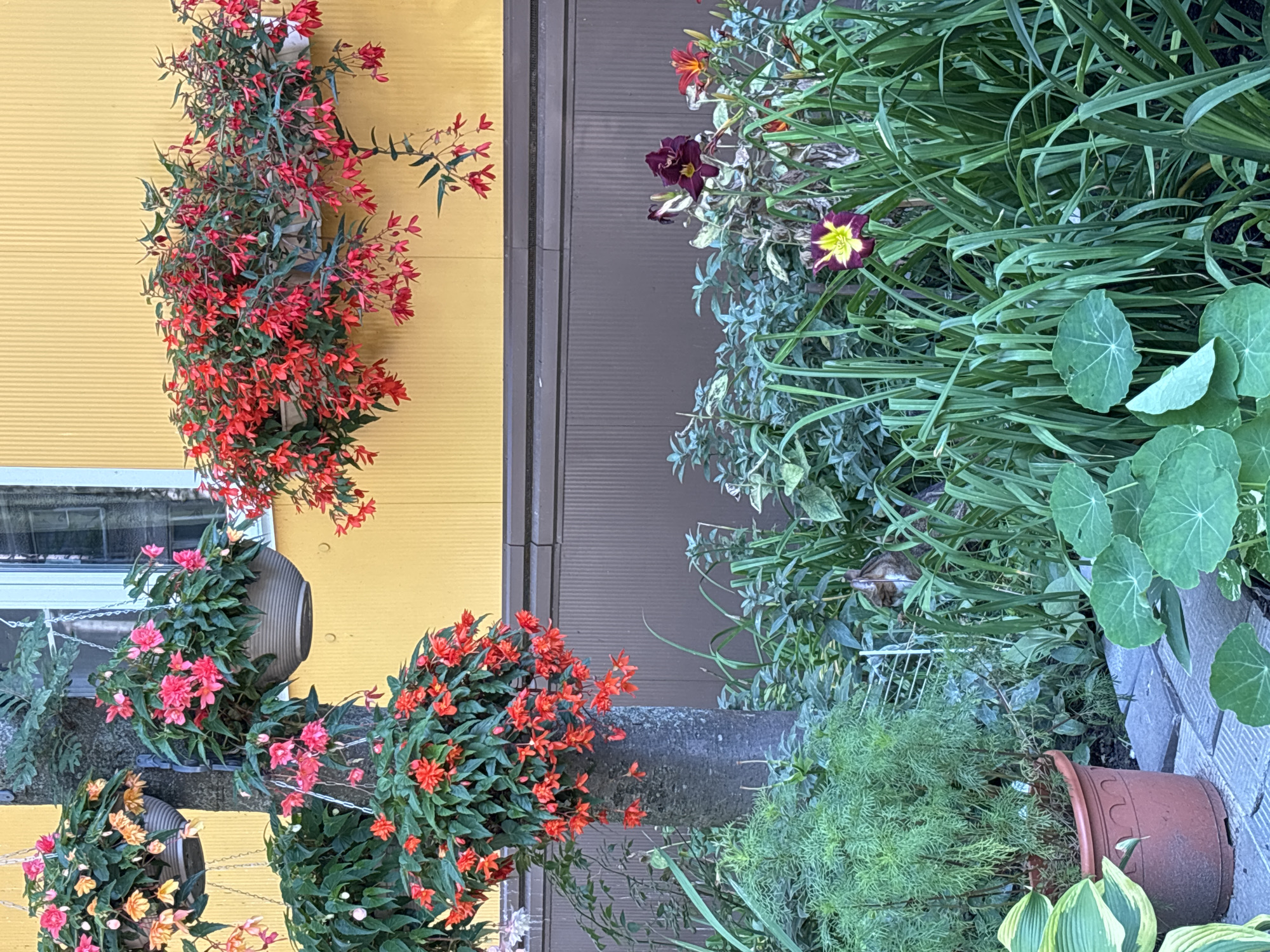 This image depicts an outdoor scene with lush greenery and flowers, situated against a yellow building. In the foreground, a variety of plants and flowers are visible, including hostas with variegated leaves, nasturtiums with large, round leaves, and tall, grassy plants. A terracotta pot containing a feathery green plant is placed on a paver walkway.
In the midground, a thick tree trunk rises, adorned with several hanging baskets overflowing with vibrant red and pink begonia flowers. To the right, a window box attached to the yellow building is filled with more red flowers.
The background consists of a yellow building with horizontal siding, and a darker, paneled section below. The overall impression is that of a well-maintained garden area. There is no indication of the specific location within Dolgoprudny, Russia, or any people or interactions.