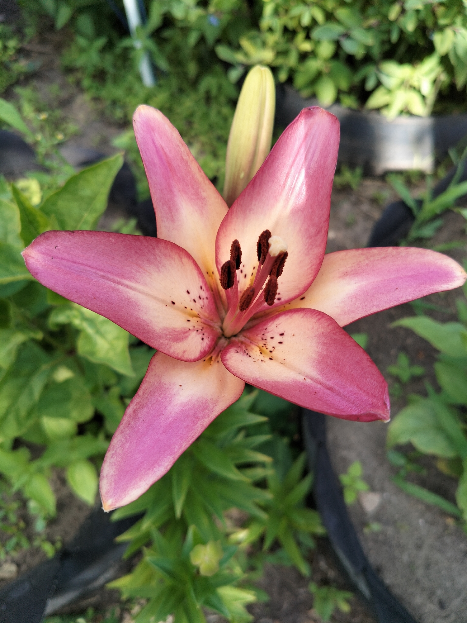 This is a close-up, top-down view of a single, open lily flower. The petals are a gradient of pink and pale yellow, with darker pink edges and small dark speckles scattered on the inner surfaces. The center of the flower features prominent dark brown stamens with lighter colored anthers and a pale yellow stigma. To the left of the open flower, a closed lily bud, also pale yellow with pinkish hues, is visible.
The flower is positioned outdoors, with blurred green foliage in the background. The foliage appears lush and healthy, suggesting a garden or natural setting. There are also some dark, circular objects partially visible around the base of the plant, which could be planters or edging. The lighting suggests it is daytime, and the clear focus on the flower indicates a static shot, perhaps taken to showcase the bloom. No people, text, or specific weather conditions are evident. The overall impression is one of natural beauty and botanical detail.