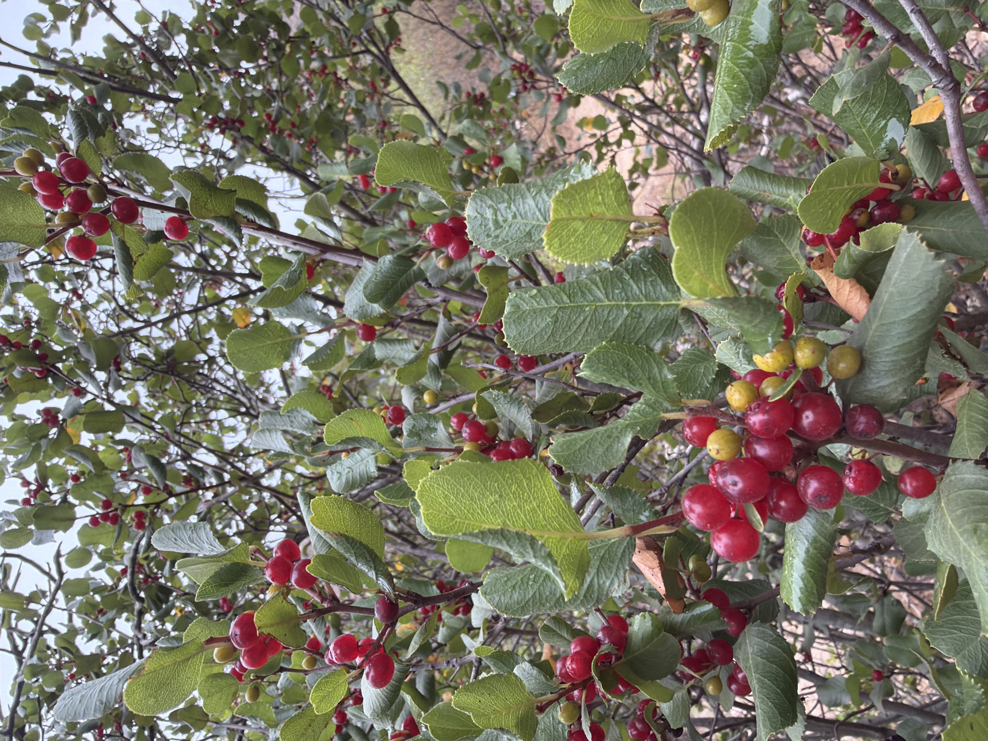This is a close-up, low-angle shot of a branch laden with ripe red berries and green leaves, likely taken in Lake Forest, USA. The berries are clustered in groups of varying sizes, with some appearing almost black and others a vibrant red. A few unripe green berries are interspersed among the red ones. The leaves are ovate and have a slightly serrated edge, with some showing signs of age with a brown, dried leaf visible. The background is out of focus, revealing more branches and leaves, and hints of a natural, possibly wooded, environment. The lighting suggests it could be daytime, with a slightly overcast sky judging by the diffused light. There is no visible text in the image. The overall impression is one of abundance and the natural beauty of the plant in its fruiting stage.