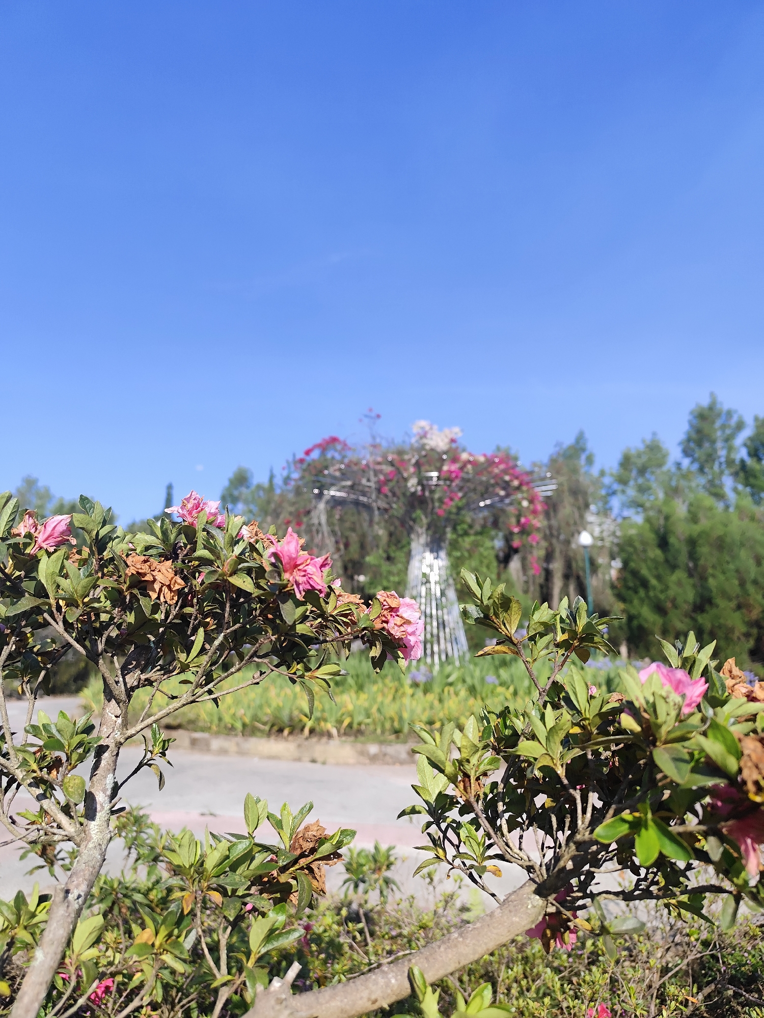 The image shows a shrub with pink flowers in the foreground, partially obscuring a distant metal sculpture adorned with pink and white flowers. The background includes greenery and a clear blue sky. The location is Da Lat, Vietnam, based on the type of plants and the architectural style of the metal sculpture. There is a paved area visible between the shrub and the background, possibly a walkway or road.