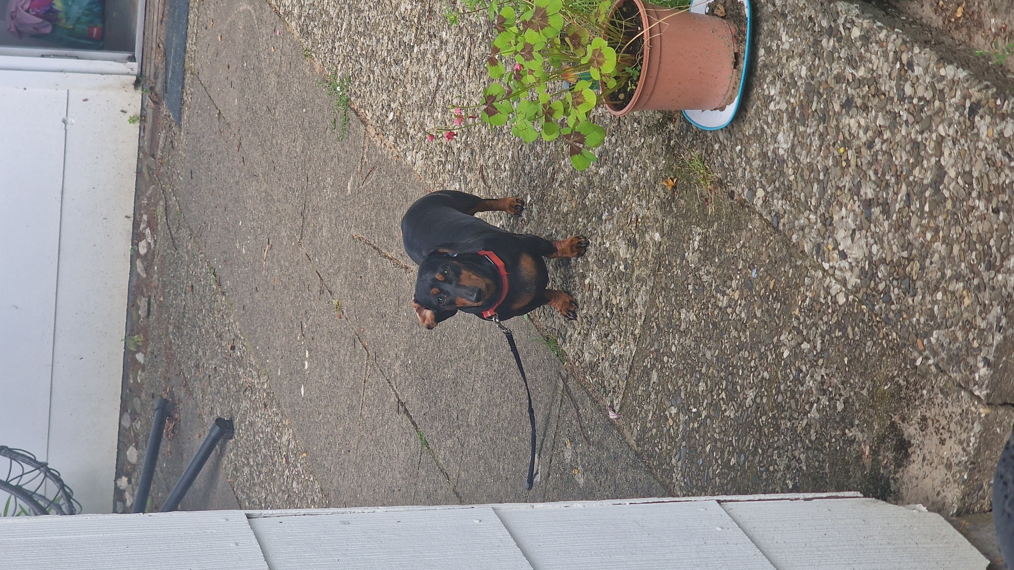A black and tan dachshund wearing a red collar and leash stands on a concrete path outdoors. The dog is facing the camera with its ears perked. To the right of the dog, a potted plant with green clover-like leaves sits on the ground. A white wall is visible on the left side of the image. The background consists of more concrete and a white building. The image appears to be taken in Jesteburg, Germany, likely on a residential property.