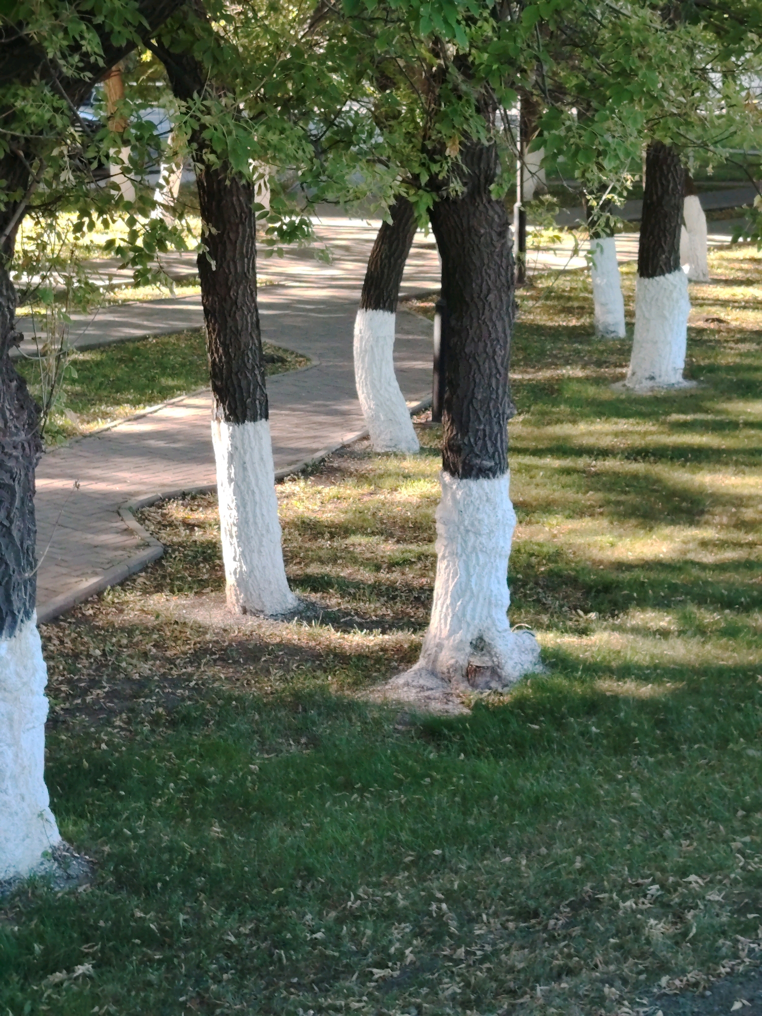 The image depicts a park scene in Astana, Kazakhstan, featuring several trees with their lower trunks painted white. A paved pathway curves through the scene, bordered by grassy areas with scattered fallen leaves. The lighting suggests it is daytime, with sunlight casting shadows. There are no people or animals visible in the image.