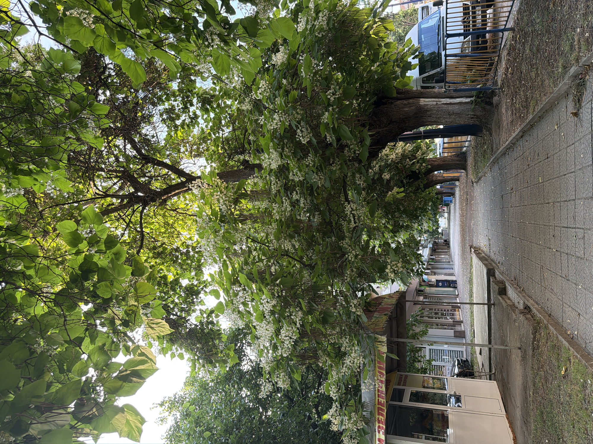 The image depicts a street in Pazardzhik, Bulgaria, lined with mature trees featuring large green leaves and clusters of small white flowers, some of which have fallen onto the sidewalk. The sidewalk is paved with grey square tiles, and a curb separates it from a narrow strip of grass and dirt. To the left of the sidewalk is a white kiosk with a yellow and green awning, and behind it are several shops with large glass windows. A dark-colored car is parked in front of one of the shops. Further down the street, more shops and trees are visible. On the right side of the sidewalk, a blue and yellow metal fence runs along the street, partially obscuring a white van with a license plate that reads "PB 709 AB". The sky is bright and appears to be late afternoon or early morning, with sunlight filtering through the tree canopy. The overall scene suggests a peaceful, possibly commercial, area within the city.
