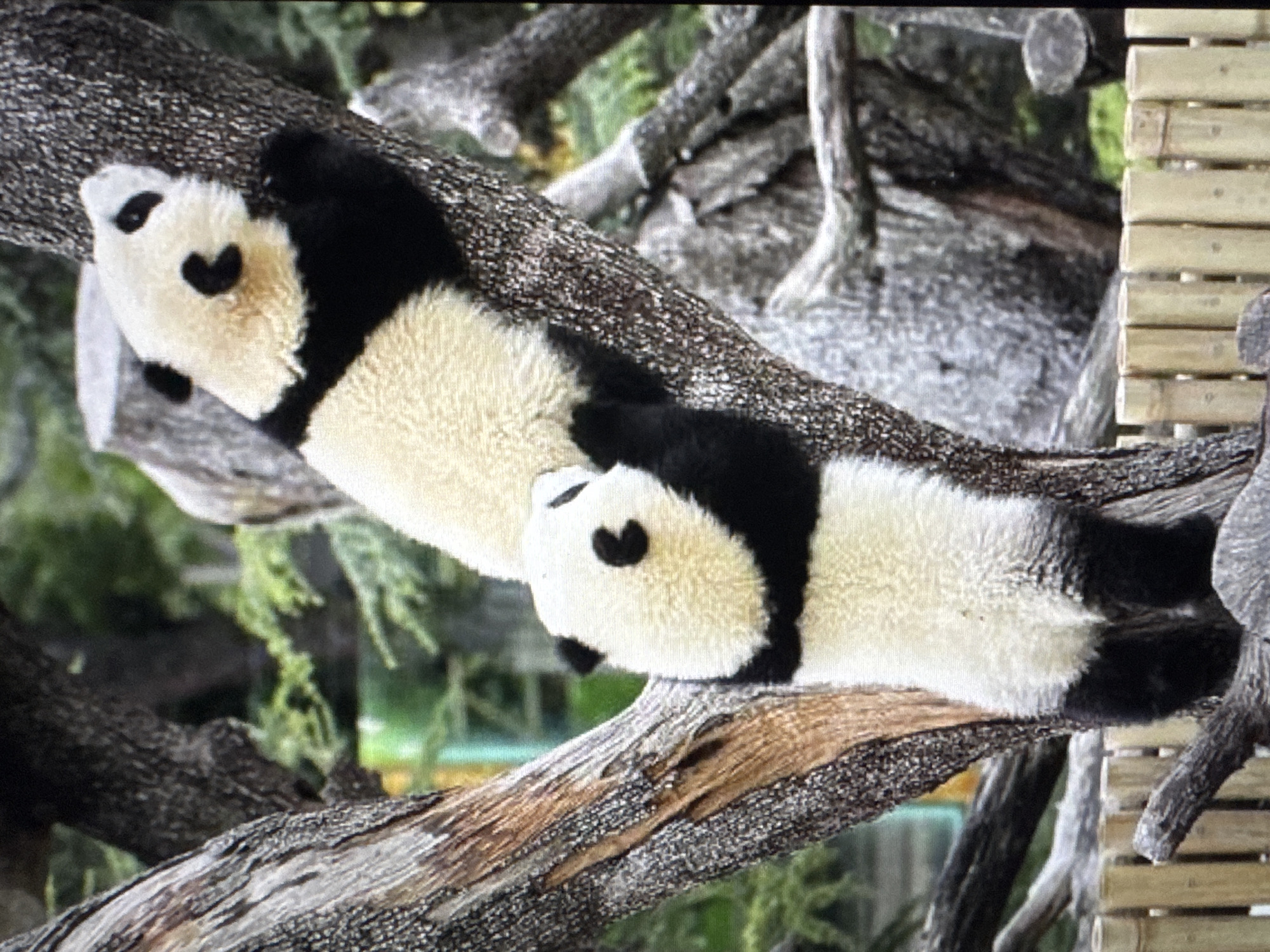 The image shows two giant pandas climbing a tree. The pandas are black and white and appear to be young, as they are relatively small and fluffy. They are clinging to the bark of the tree, with one panda above the other. The tree is large and has rough bark, with several branches. The background is blurry, but appears to be a natural setting with greenery and some trees. The lower portion of the image shows a bamboo fence. The scene is set in an outdoor enclosure, likely a zoo. There are no visible indications of the specific location being Tallinn, Estonia.