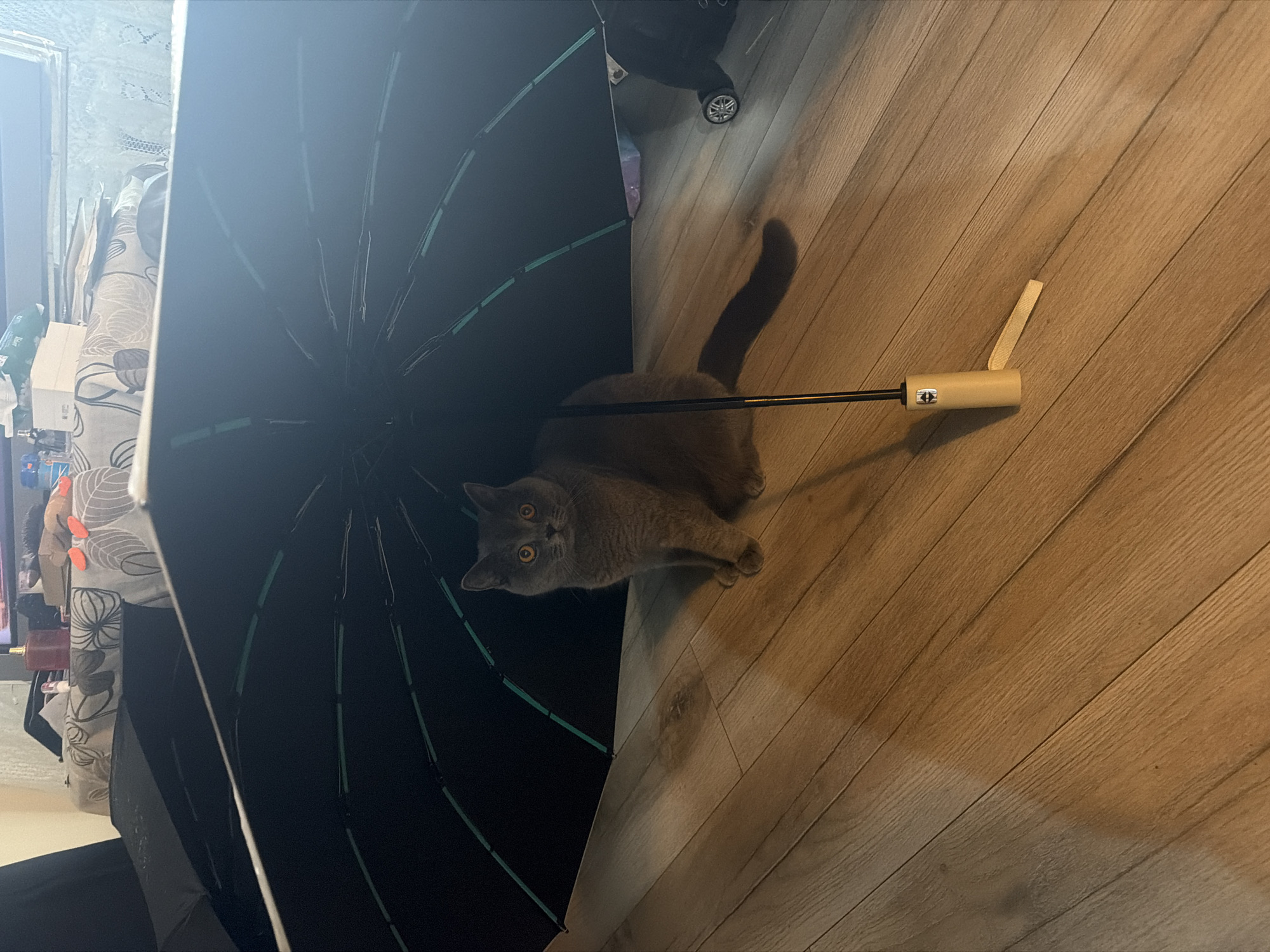 A gray cat with orange eyes sits under an open black umbrella on a wooden floor. The umbrella has green accents along its edge. The background shows a table with various items on it, including what appears to be a computer monitor. There are no discernible features to place this image specifically within the city of Szczecin, Poland.