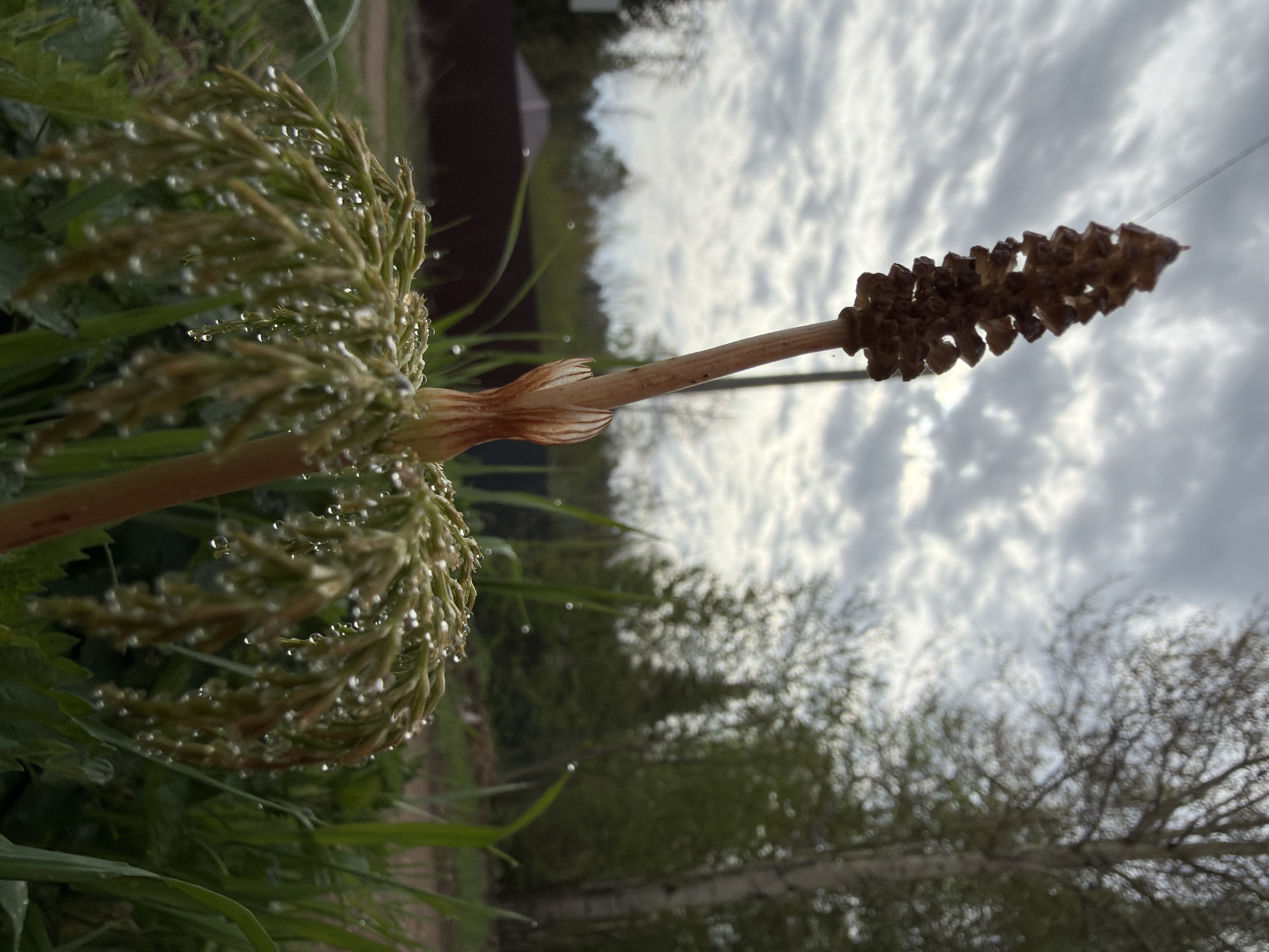 The image depicts a plant, possibly Equisetum arvense (field horsetail), in close-up. One part of the plant has a segmented, cone-like structure at the top of a stem, while the other part has a cluster of thin, green shoots covered in water droplets. The background consists of greenery, trees, a dark building, and a cloudy sky. While the description asks for the city of Chaikovsky, Russia, there is no definitive evidence in the image itself to confirm the location.