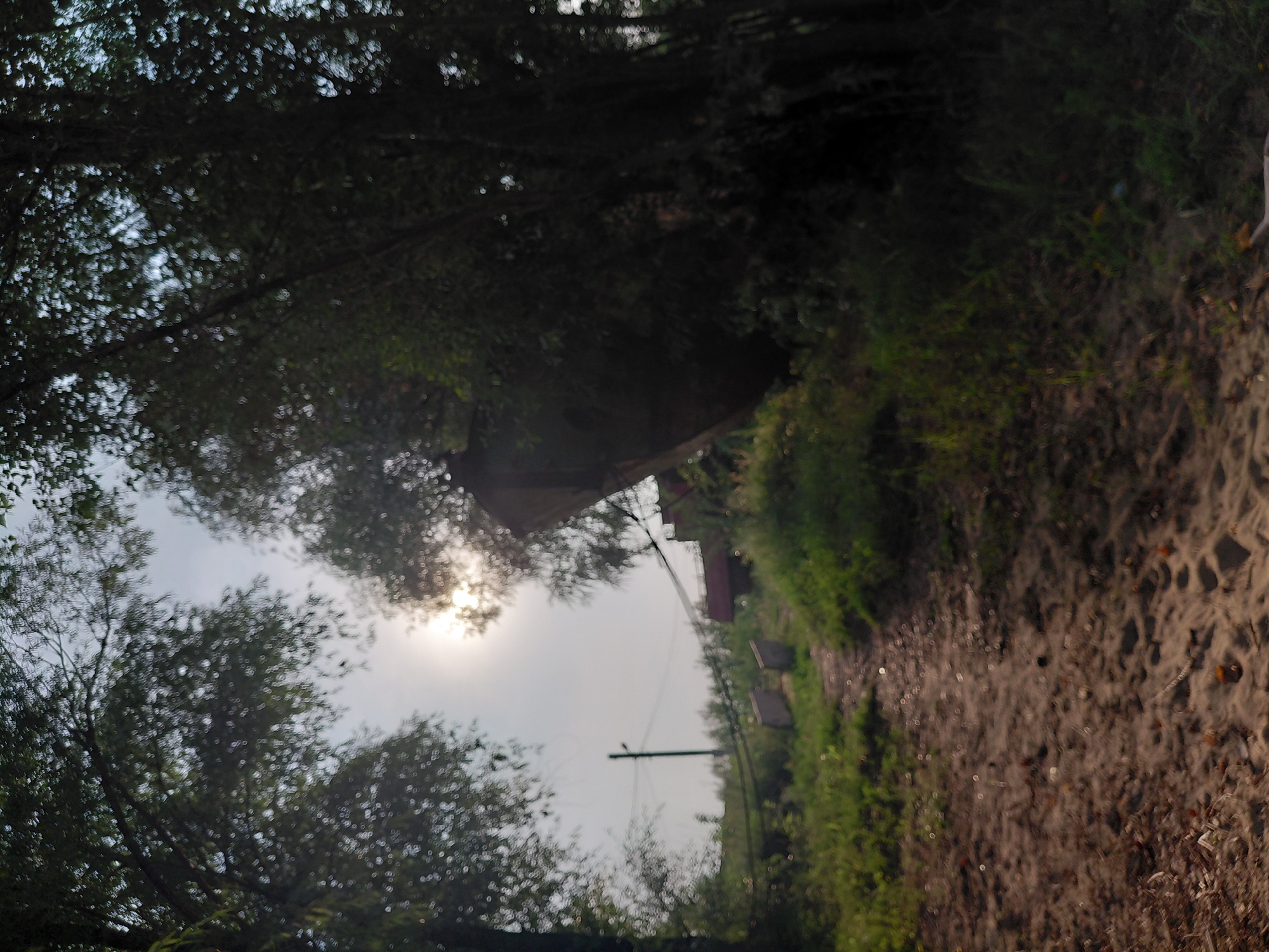 The image depicts a path leading through overgrown vegetation towards a large, partially submerged structure, possibly a derelict boat or barge. The sun is visible through the trees, creating a hazy, atmospheric effect. The environment appears to be a natural or semi-natural area, with trees and grassy banks lining the path. There are no people or animals visible in the frame. The overall impression is one of decay and abandonment. The location is identified as a waterfront area in Novosibirsk, Russia, likely on the Ob River.