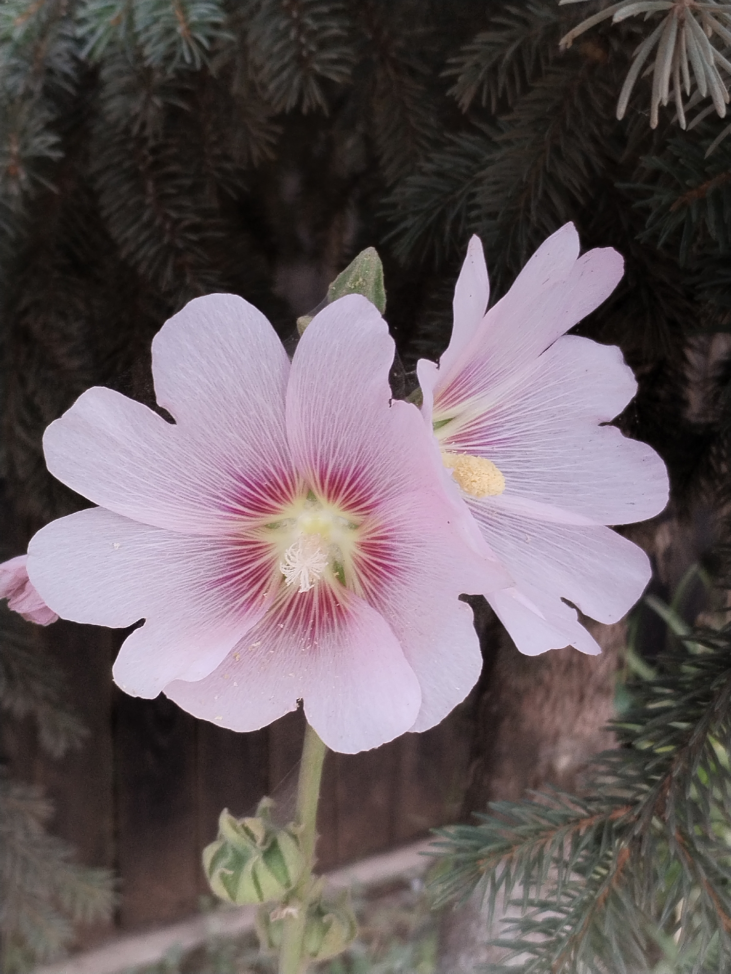 The image is a close-up of two light pink hollyhock flowers with dark pink veins. The flowers are in focus and prominently displayed against a blurred background of dark green pine needles and what appears to be a wooden fence. The flower on the left is fully open, revealing its yellow stamen and pistil. The flower on the right is partially open and slightly out of focus, with one petal overlapping the other flower. A green bud is visible at the bottom of the frame. The scene appears to be outdoors, possibly in a garden or natural setting. There are no people or animals visible in the image. The image was taken in Moara Domnească, Romania, based on the provided context.