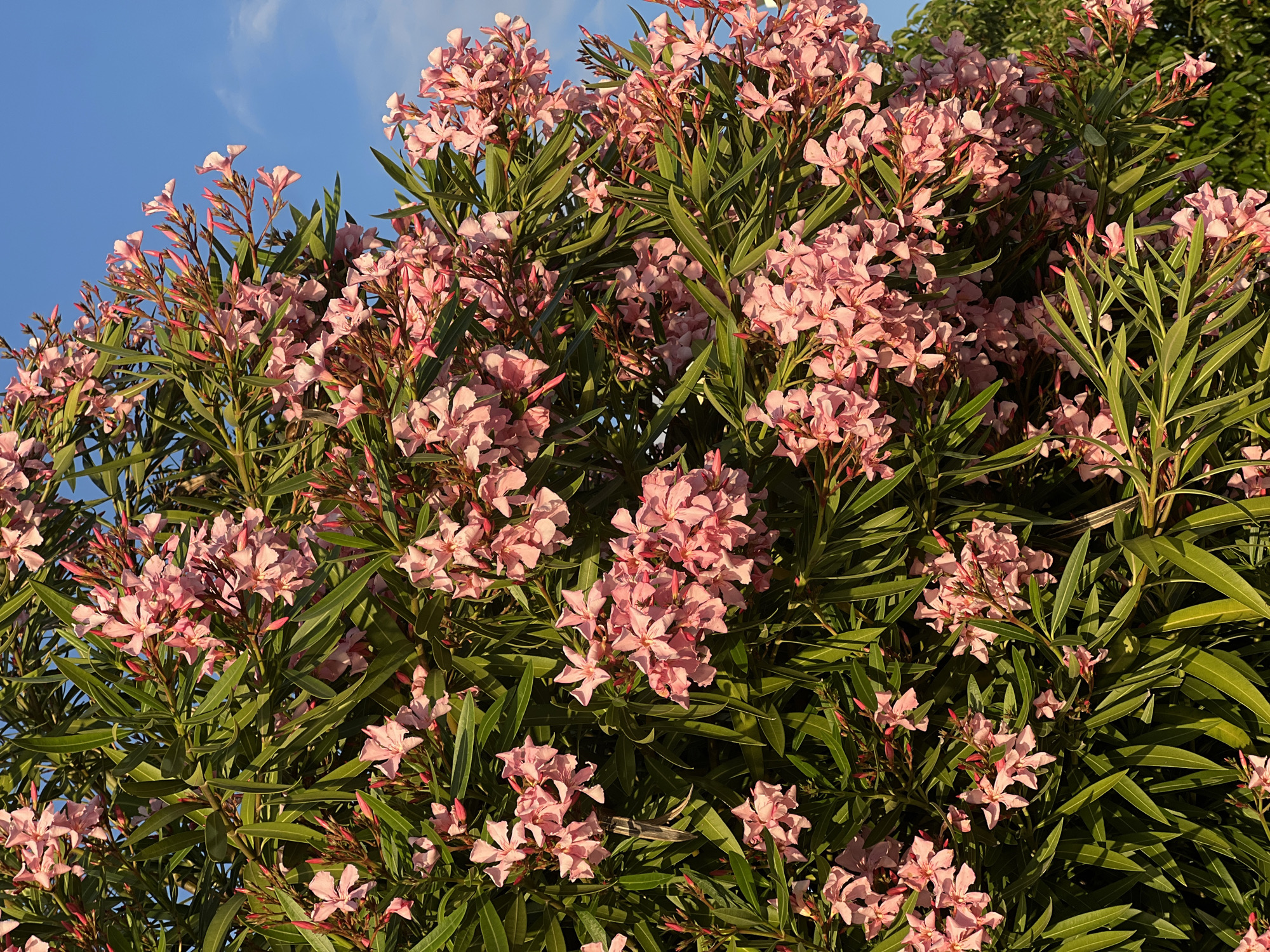 A close-up, low-angle shot captures a dense oleander bush in full bloom, showcasing clusters of delicate pink flowers and long, slender green leaves. The upper right portion of the image reveals a clear blue sky with faint wisps of clouds, suggesting an outdoor setting during daylight hours. The vibrant pink blossoms are the focal point, with many in various stages of opening and some still in bud form. The lighting suggests the sun is either rising or setting, casting a warm glow on the foliage and flowers. This scene is typical of many residential and public green spaces in Batumi, Georgia, a coastal city known for its lush vegetation and temperate climate, where oleander bushes are commonly found lining streets, parks, and private gardens, contributing to the city's picturesque aesthetic. There are no people or animals visible in the frame.