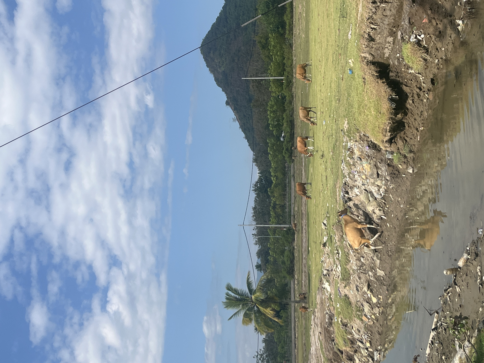 A herd of brown cows graze in a grassy field under a bright blue sky dotted with white clouds. A single palm tree stands tall on the left side of the frame, with a dense line of trees forming the background. In the distance, a large, tree-covered mountain dominates the horizon. A steep, eroded embankment with scattered rocks and debris lines the foreground, separating the field from a murky body of water. A power line stretches diagonally across the upper portion of the image. The scene is located in Desa Lamunga, Indonesia.