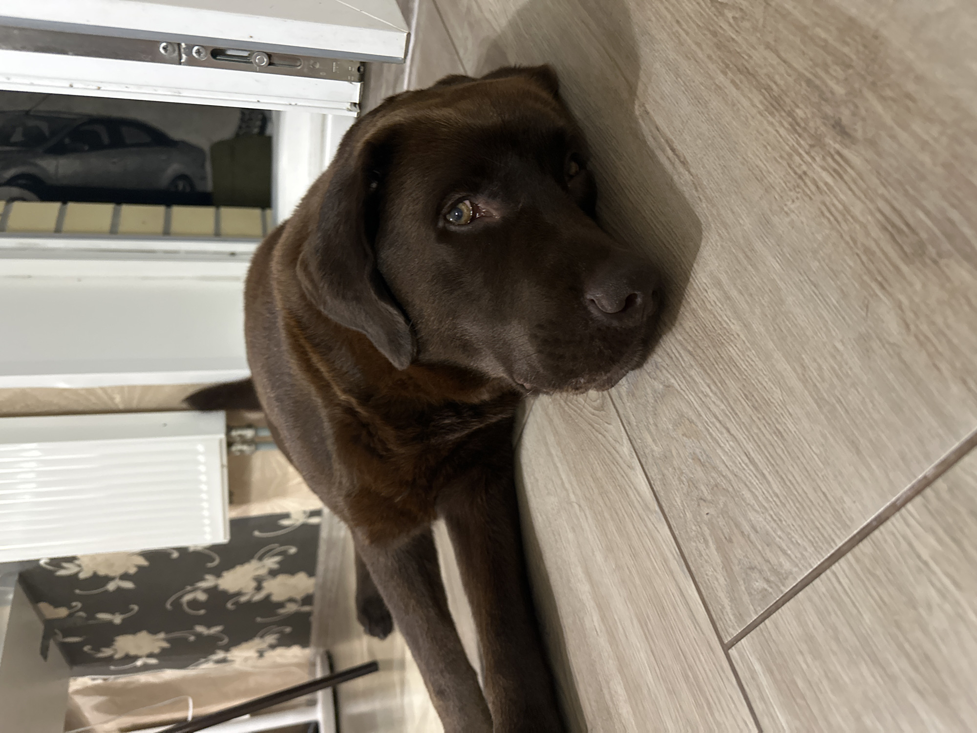 A brown Labrador Retriever lies on a light-colored wooden floor, its head resting on its paws. The dog's eyes are open and directed towards the camera. In the background, a white radiator is visible against a floral wallpaper. To the right, a partially open white door reveals a glimpse of an interior space. The lighting suggests an indoor setting, possibly a home.