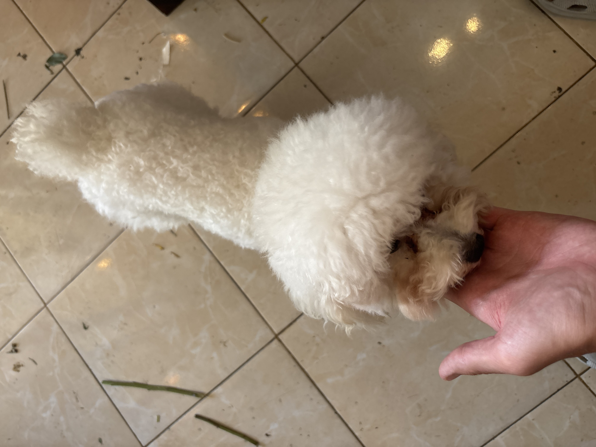 A small, white, fluffy dog lies on a tiled floor in what appears to be an indoor setting. A hand is gently placed on the dog's head. Scattered on the floor are small pieces of debris, possibly leaves or small twigs. The location is Kuta Selatan, Indonesia.