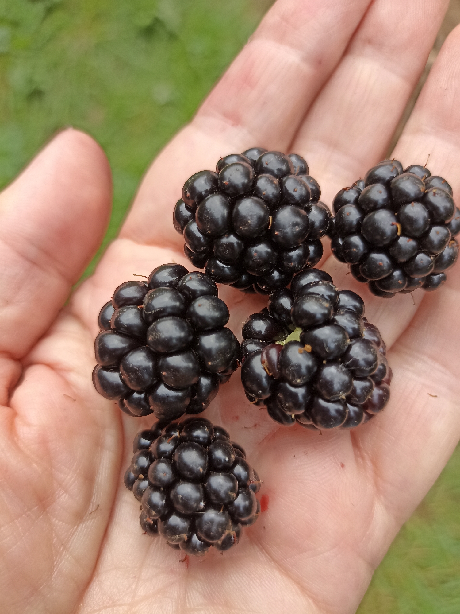 A person's hand is holding five ripe blackberries in the palm. The hand is slightly cupped, and the blackberries are clustered together. The background is blurred green, suggesting an outdoor setting. The lighting is natural and even.