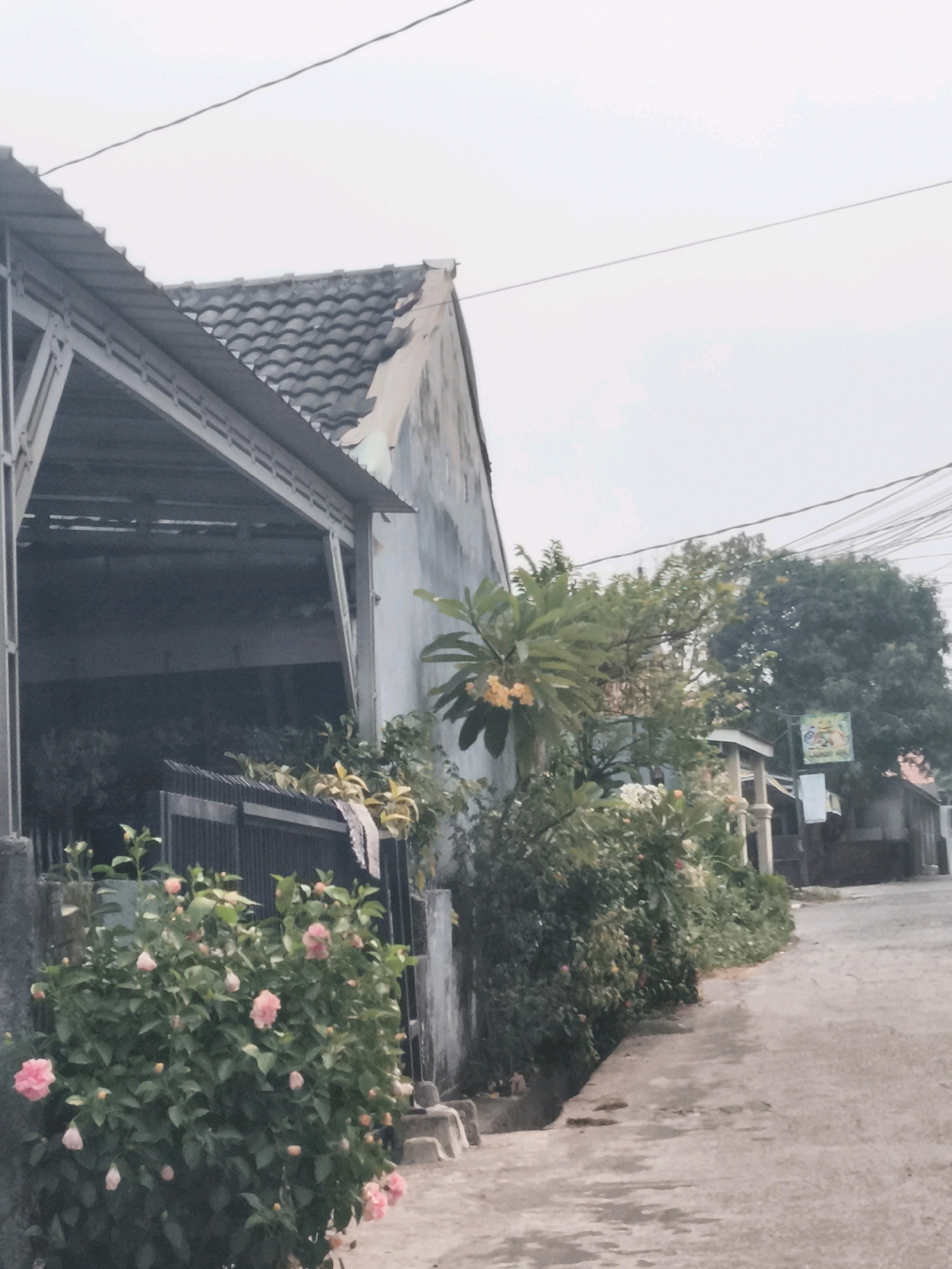 The image depicts a street scene in Palembang, Indonesia, with a focus on residential architecture and vegetation. In the foreground, a lush green bush with numerous pink flowers, possibly roses or hibiscus, is prominent on the left side of a concrete path. The path appears to be a residential street, curving slightly to the right and leading into the distance.
To the left of the path, a portion of a house is visible, characterized by a gray tiled roof supported by a metal structure, suggesting a carport or an extended roofline. The wall of the house is weathered, showing signs of age. A black metal fence runs along the property line, separating it from the street. Beyond the fence, more greenery and the dark interior of the structure are visible.
Further down the street, other houses and trees can be seen. A large, mature tree with dense foliage stands on the right side of the street, with other trees and buildings in the background. A colorful sign, possibly advertising a local business or service, is affixed to a pole near the large tree. Overhead, electrical wires crisscross the sky, a common feature in urban landscapes. The sky is overcast, creating a muted and diffused lighting condition. The overall impression is of a quiet, ordinary residential area in Palembang.