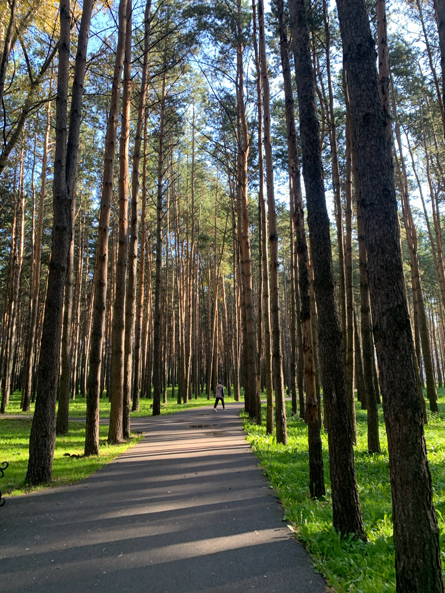 A paved pathway curves through a sun-dappled forest of tall, slender pine trees. Lush green grass borders the path, with sunlight casting long, striped shadows across the asphalt. In the distance, a single person, dressed in a light-colored jacket and dark pants, walks away from the camera along the path. The sky above is a clear, bright blue, visible through the canopy of the pine trees. The scene appears to be in a park or natural area, likely within the city of Prokopyevsk, Russia, given the context.