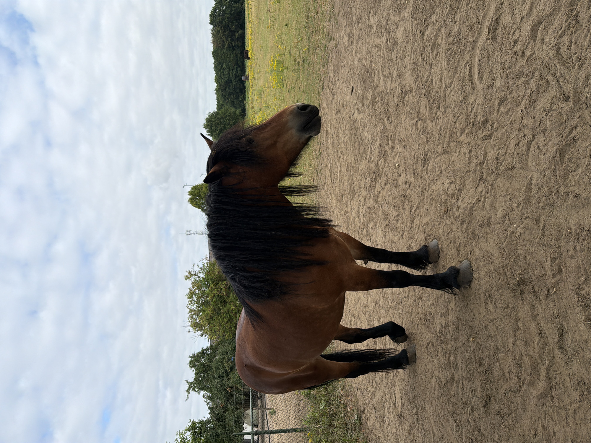 A medium shot captures a brown horse standing on a sandy, outdoor enclosure. The horse is facing right, with its head turned slightly to the right. It has a long, dark mane that falls over its neck and back. The horse's legs are black, and its hooves are visible. Behind the horse, a fence separates the enclosure from a field with green trees and yellow wildflowers. The sky is partly cloudy with white clouds scattered across a pale blue background. The overall impression is that of a rural setting in Melick, Netherlands.