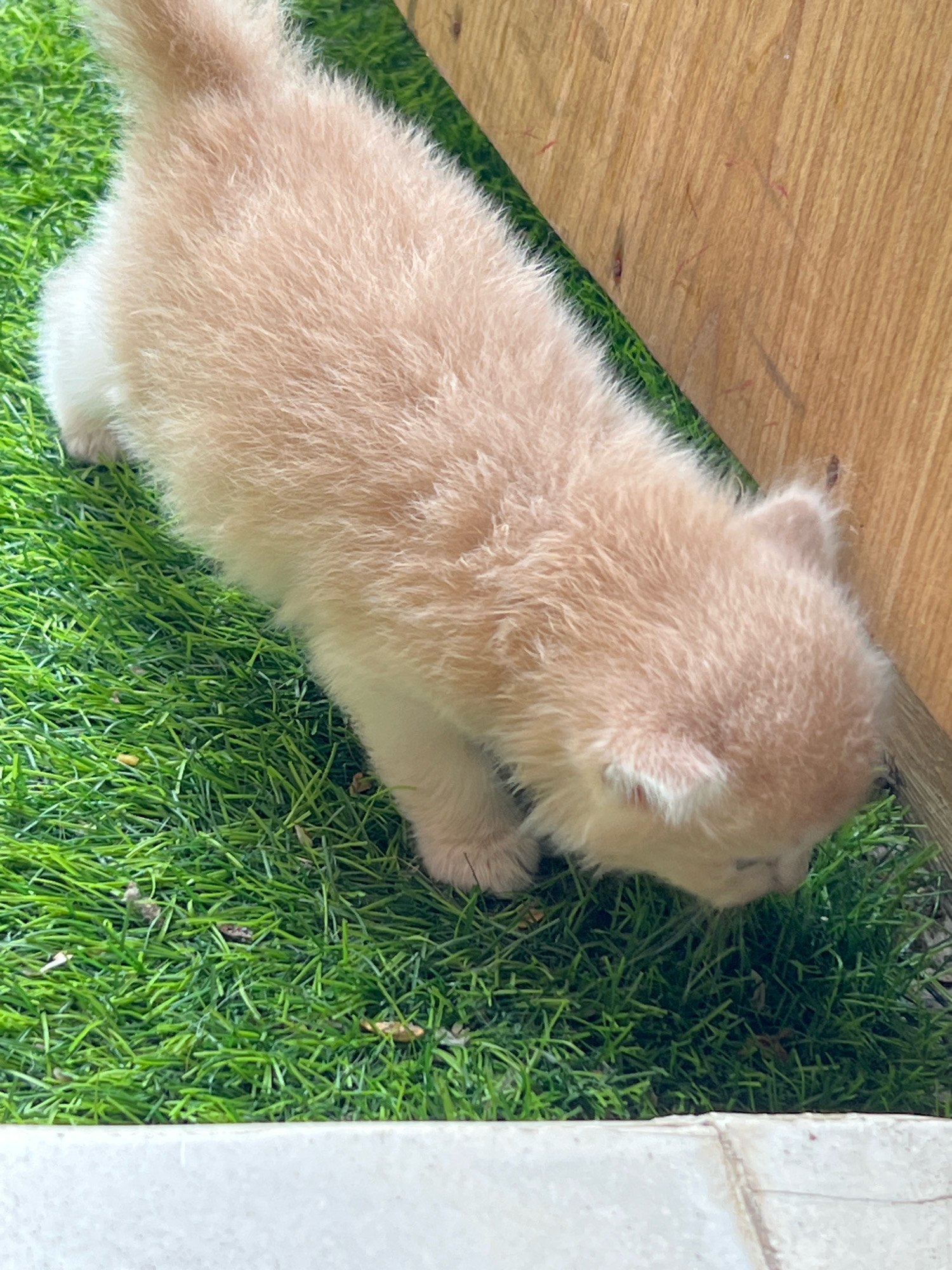 A light orange and white fluffy kitten is exploring a patch of artificial grass next to a wooden structure. The kitten is in a crouched position, with its head lowered as if sniffing the ground. The environment appears to be outdoors, with the artificial grass and wooden panel suggesting a playful or recreational area. There are no people or other animals visible in the scene. The image is taken from a slightly elevated angle, focusing on the kitten's interaction with its immediate surroundings. The wooden structure is a vertical panel with a natural wood grain texture. The artificial grass is a vibrant green, with some small, dark debris scattered on it. The foreground shows the edge of a light-colored, textured surface, possibly a concrete or stone border.