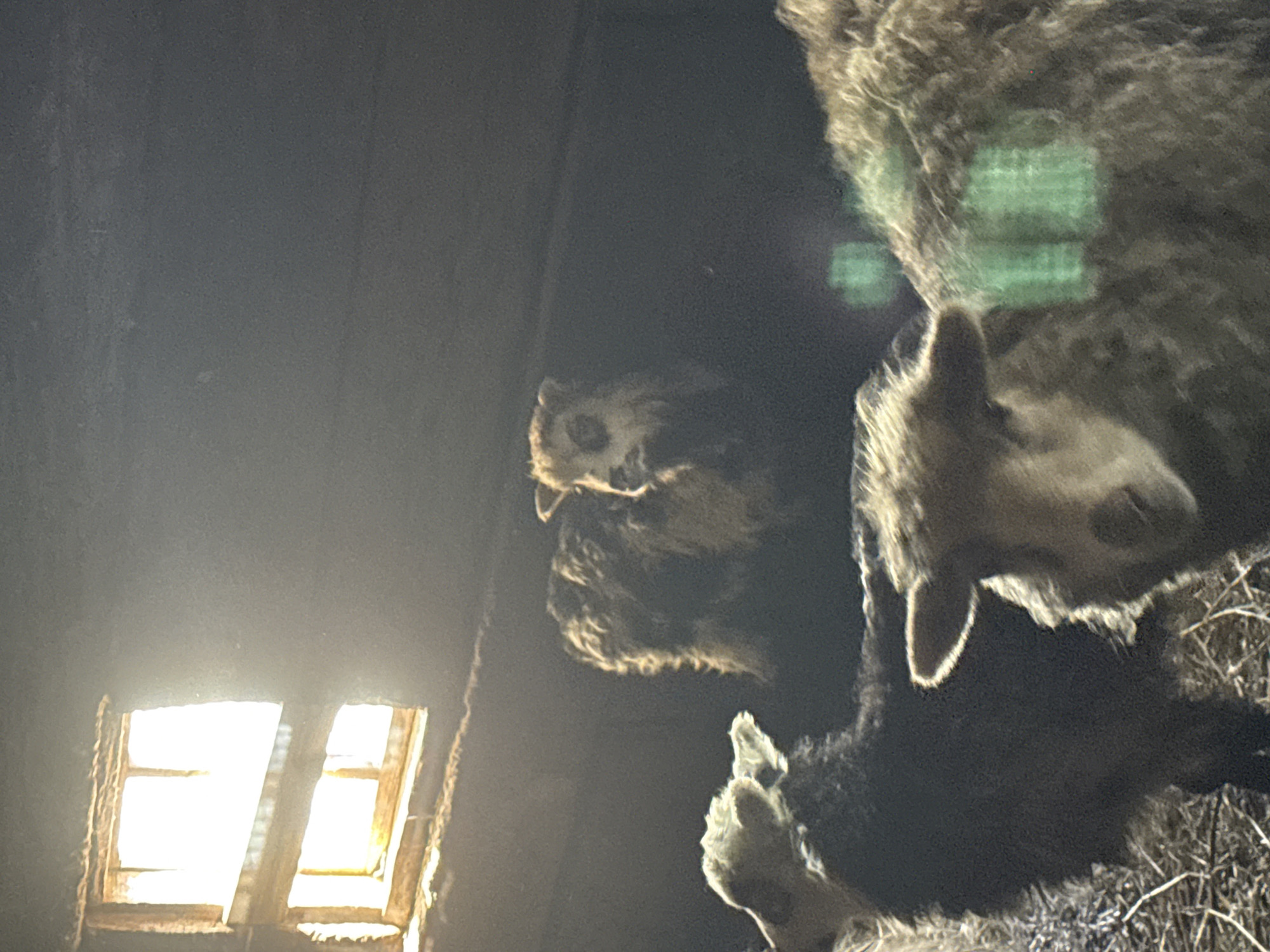 The image depicts a dimly lit interior, possibly an attic space, as indicated by the presence of a window with sunlight streaming through it. Two taxidermied animal heads are visible, one resembling an owl and the other a quadruped, possibly a sheep or goat. The location, Кипчак, Russia, is mentioned but is not visible within the image itself. The lighting and composition suggest a focus on the taxidermied animals. There are no people visible in the image. The environment appears to be an indoor location.