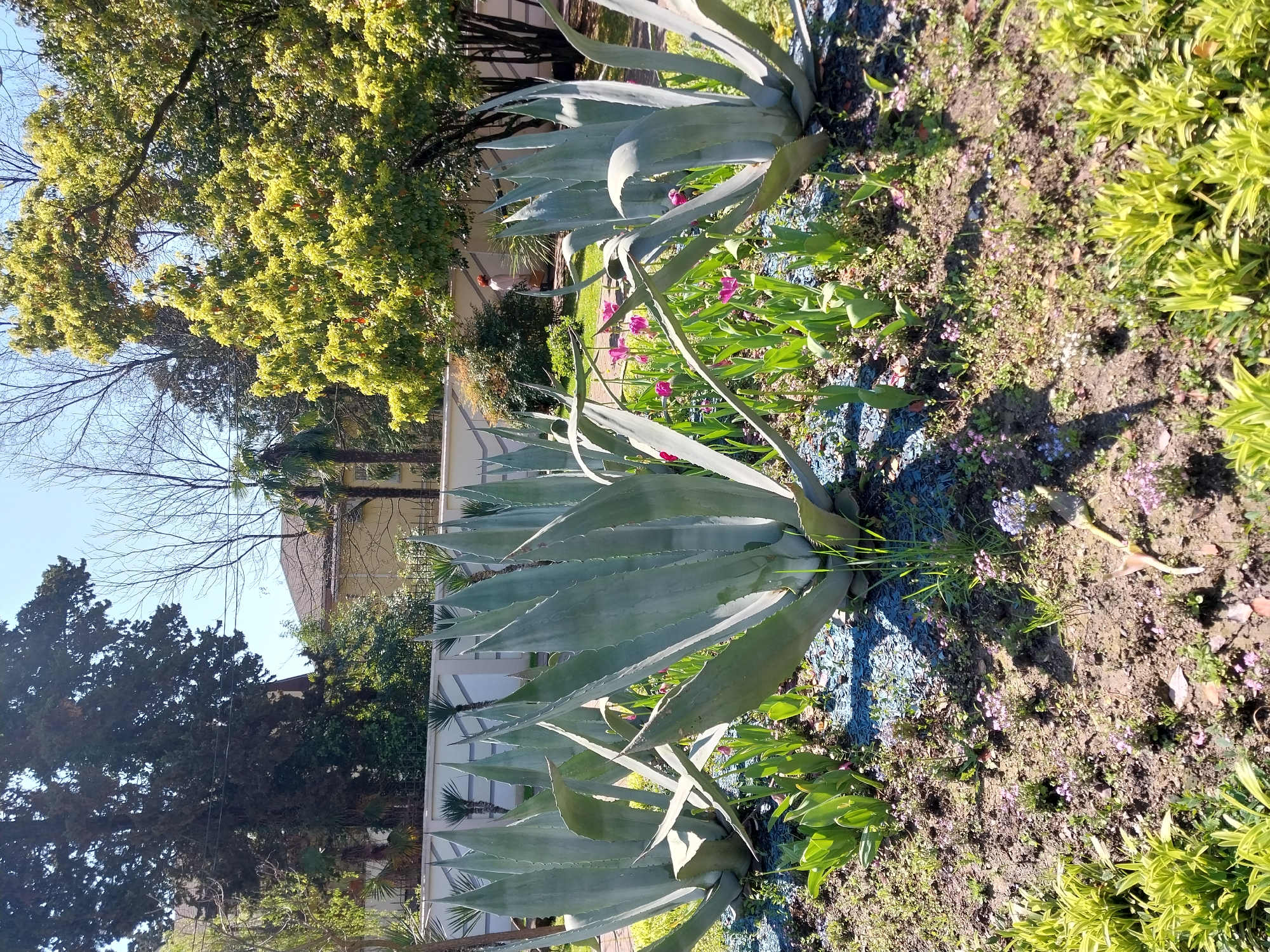 The image, oriented ninety degrees clockwise from a typical landscape view, captures a sunny outdoor garden scene, likely in Sochi, Russia. A prominent row of large Agave plants with thick, grey-green, spiky leaves extends diagonally from the lower left towards the middle right of the frame. Around the base of these succulents, the ground is covered with dark soil, interspersed with small green plants, delicate purple flowers, and patches of bright blue decorative gravel. Further right, vibrant pink flowers, possibly tulips or similar bulbs, stand out amidst green foliage.
The upper portion of the image features a large, lush green deciduous tree, while bare branches from other trees are silhouetted against a clear blue sky in the upper left. In the lower part of the frame, several evergreen trees, possibly cypresses or similar species, add to the varied flora. A light-colored building with white architectural details or a fence is partially visible in the background on the right.
The scene is static, depicting no specific activity other than the growth and arrangement of plants. Bright sunlight illuminates the garden, casting distinct shadows and indicating a clear, sunny day, likely in late winter or early spring given the mix of deciduous trees with bare branches and vibrant new growth. No visible text is present in the image.