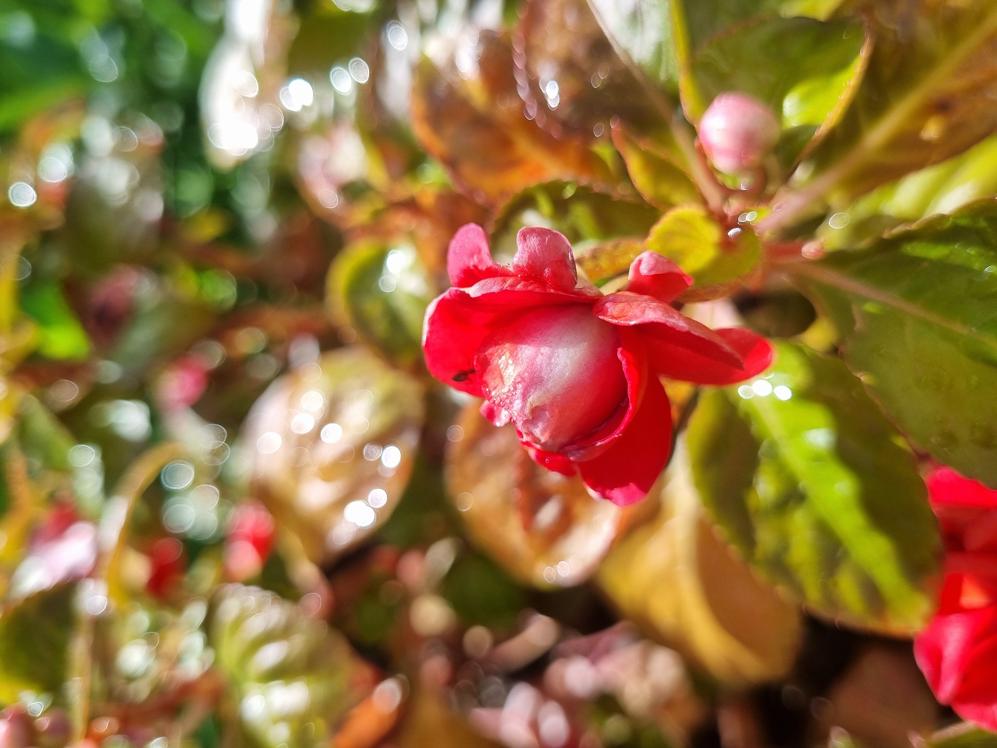 A close-up shot shows a red flower in bloom, with a bud visible behind it. The flower and bud are nestled amongst green and brown leaves. The background is blurred, with indistinct shapes and bokeh effects, suggesting the presence of sunlight filtering through foliage. The overall impression is one of a garden setting. Location: Kemul, Russia is not discernible from the image.