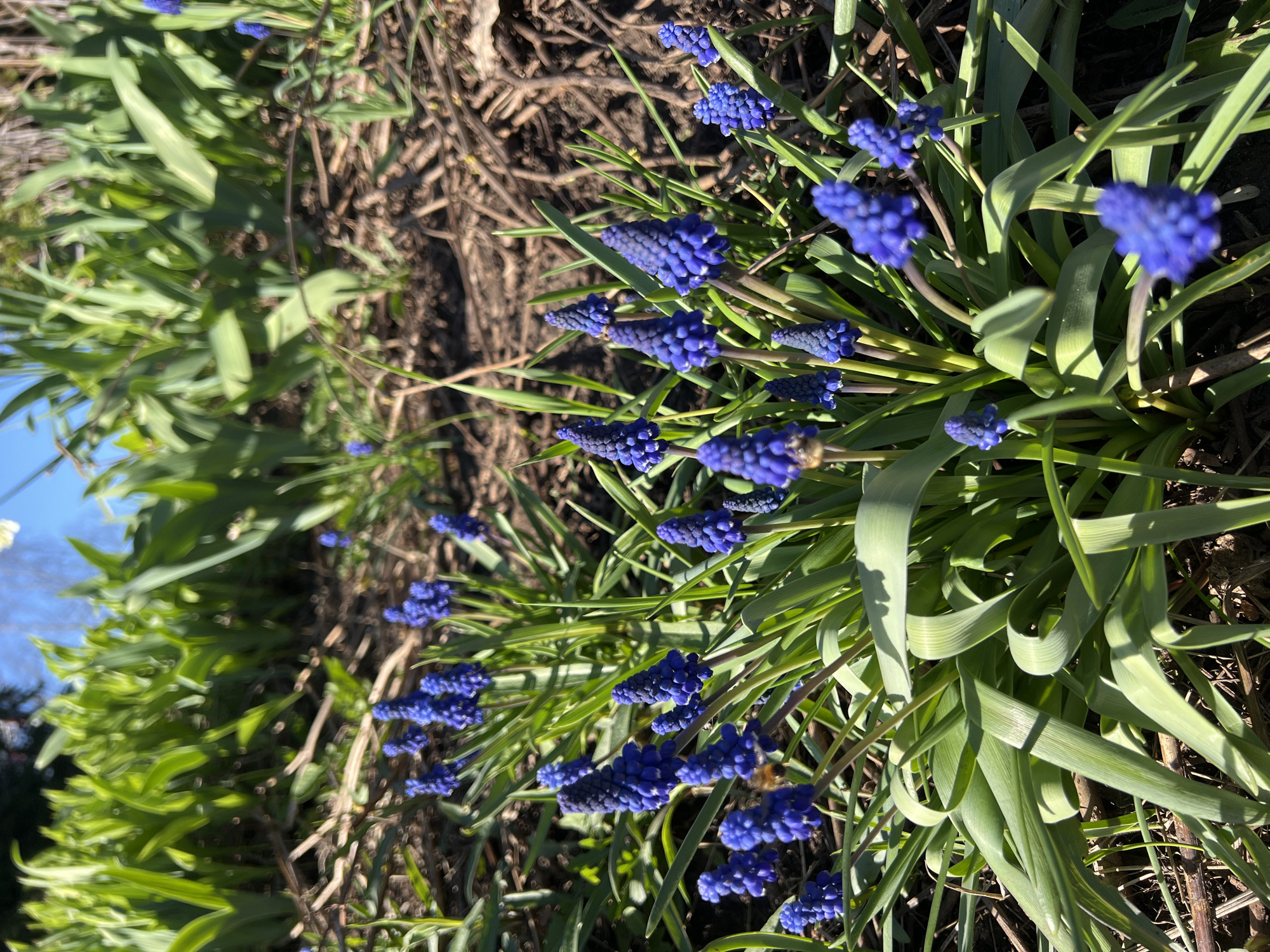The image shows a close-up view of a patch of blue grape hyacinth flowers growing in Sanatoriya Yumatovo Imeni 15-Letiya Bassr, Russia. The flowers are clustered together, with green leaves surrounding them. There is also dry plant debris on the ground around the base of the plants. The lighting suggests it is a sunny day. A bee is seen near one of the flowers.