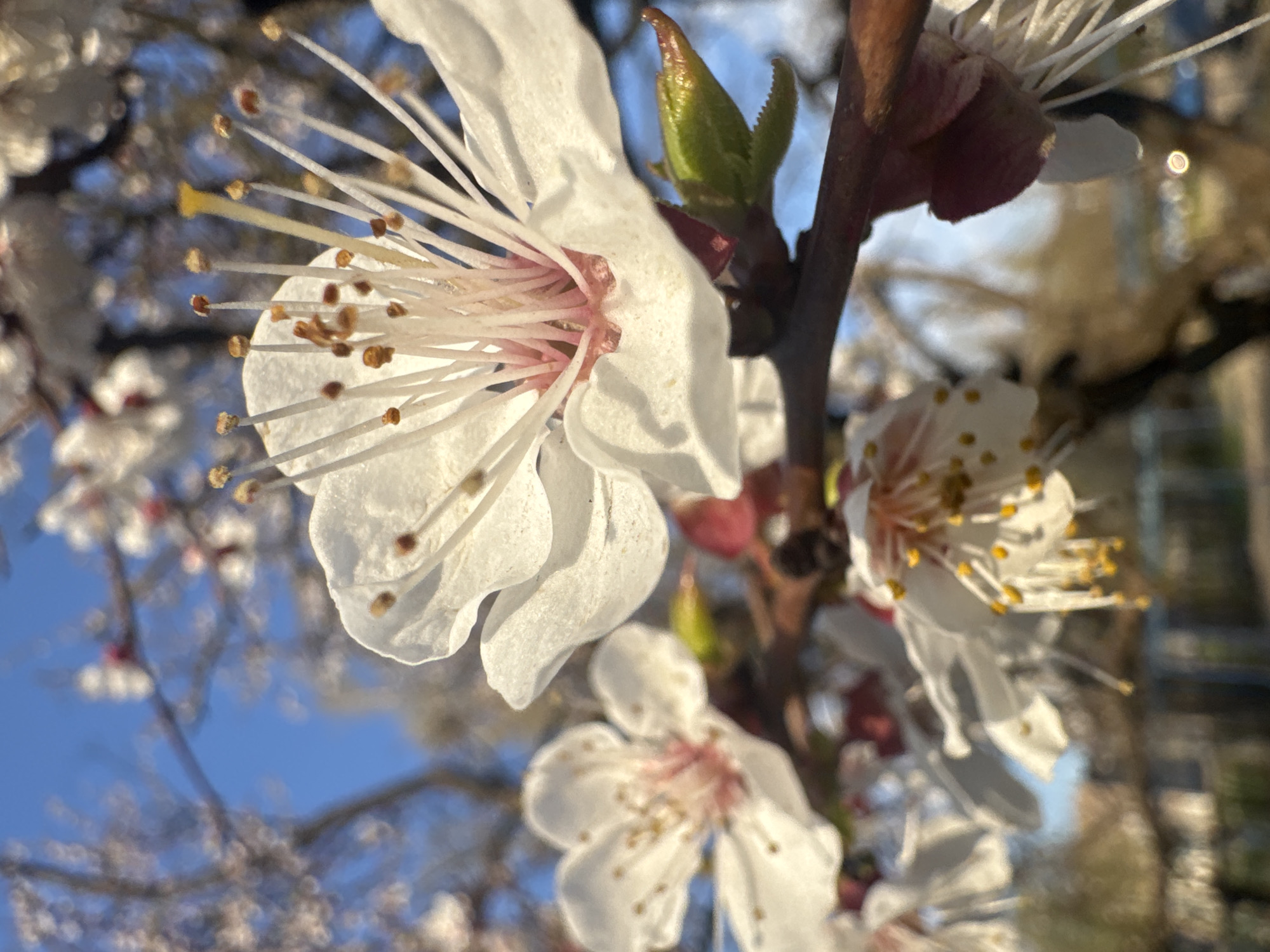 The image captures a close-up view of apricot blossoms. The flowers exhibit delicate white petals surrounding a cluster of light pink stamens. The background includes a bright blue sky, along with additional blurry flowers and branches, suggesting an outdoor environment. A new green bud is also visible on the branch along with opened flowers. The location of the image is noted to be in the city of Unknown, Unknown.