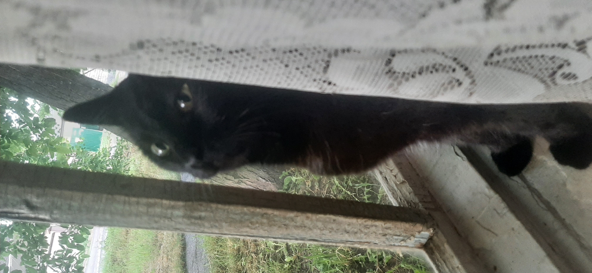 A black cat with green eyes peeks out from behind a white lace curtain in an outdoor setting, possibly in Yessentukskaya, Russia. The cat is positioned near a weathered wooden window frame. Beyond the window, green grass and foliage are visible, along with what appears to be a tree trunk. The cat's face is partially obscured by the curtain, and its body is angled towards the viewer.