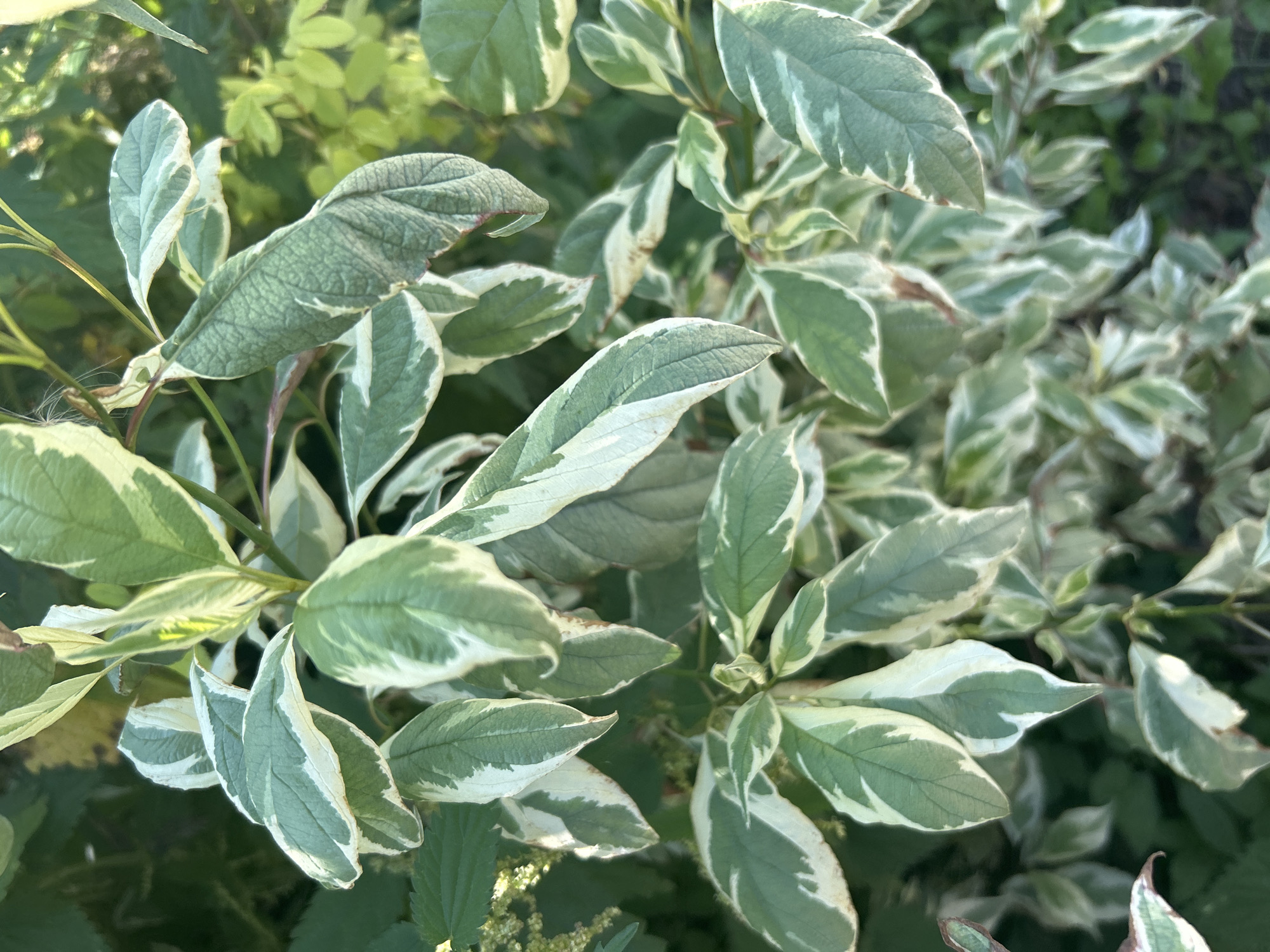 This is a close-up, eye-level, outdoor photograph of the variegated leaves of a shrub. The leaves are predominantly green with irregular white edges and splashes. The lighting suggests it is daytime, likely late afternoon or early morning, casting soft light on the foliage. The background is blurred, showing more greenery, indicating a natural setting within a garden or park. There are no people or animals visible in the image. The location is identified as Kalitsino, Russia.