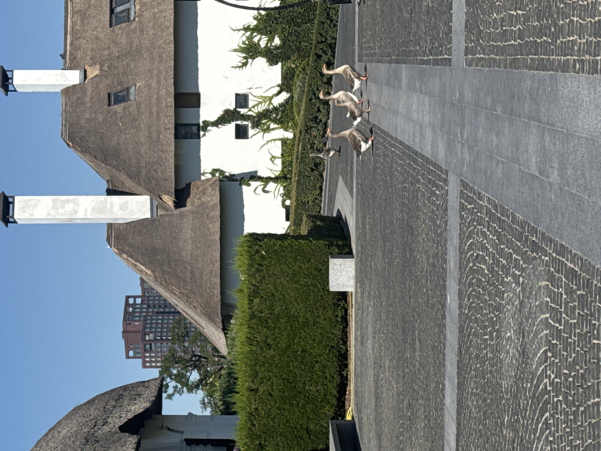 A group of five geese are walking across a paved courtyard. The courtyard is made of dark cobblestones with a light gray pathway running through the center. In the background, there are two buildings with thatched roofs and white walls. One of the buildings has a tall, white chimney. Behind the buildings, a modern, multi-story building with a reddish-brown facade is visible against a clear blue sky. A neatly trimmed green hedge runs along the left side of the courtyard. A small, white, cube-shaped object is placed on the cobblestones in front of the hedge. The scene is illuminated by bright sunlight, casting shadows. The geese are the primary subjects, depicted in motion across the paved area. The overall setting appears to be an outdoor space adjacent to a historical or uniquely styled architectural complex within a city.