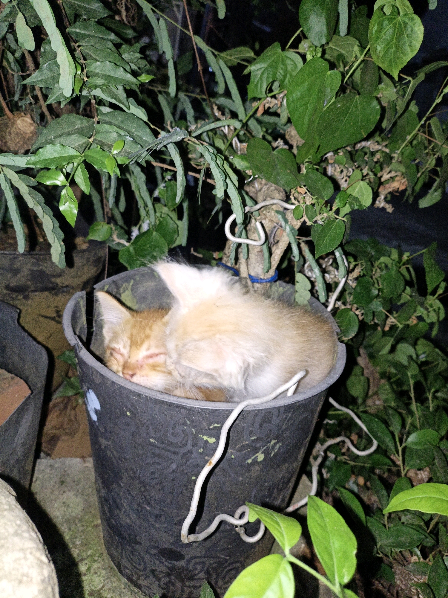 A light orange kitten is sleeping curled up in a black plastic bucket. The bucket is situated among lush green foliage, suggesting an outdoor environment, possibly a garden or yard. The background is dark, indicating it is either nighttime or heavily shaded. A few branches and leaves of plants are visible, some with a textured appearance. The kitten's fur is fluffy, and its eyes are closed. There are some white wire-like structures visible around the bucket, possibly part of a plant support system. The scene appears to be in the city of Cikal, Indonesia, given the context.
