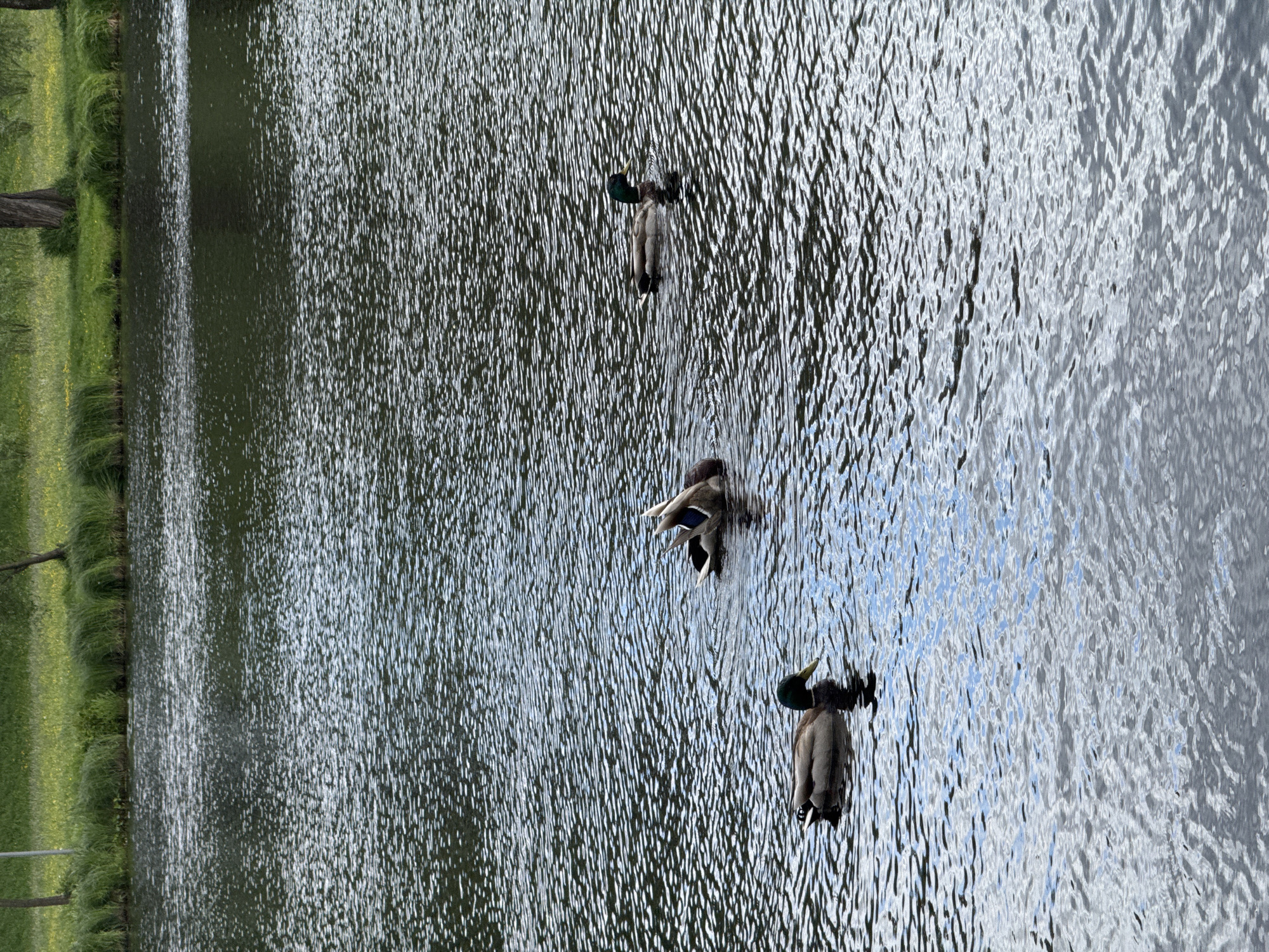 Three ducks are swimming in a body of water, likely a canal or river, in Saint Petersburg, Russia. The water is rippled, reflecting the sky. Lush greenery lines the bank of the canal on the left side of the image. The image is rotated 90 degrees clockwise.