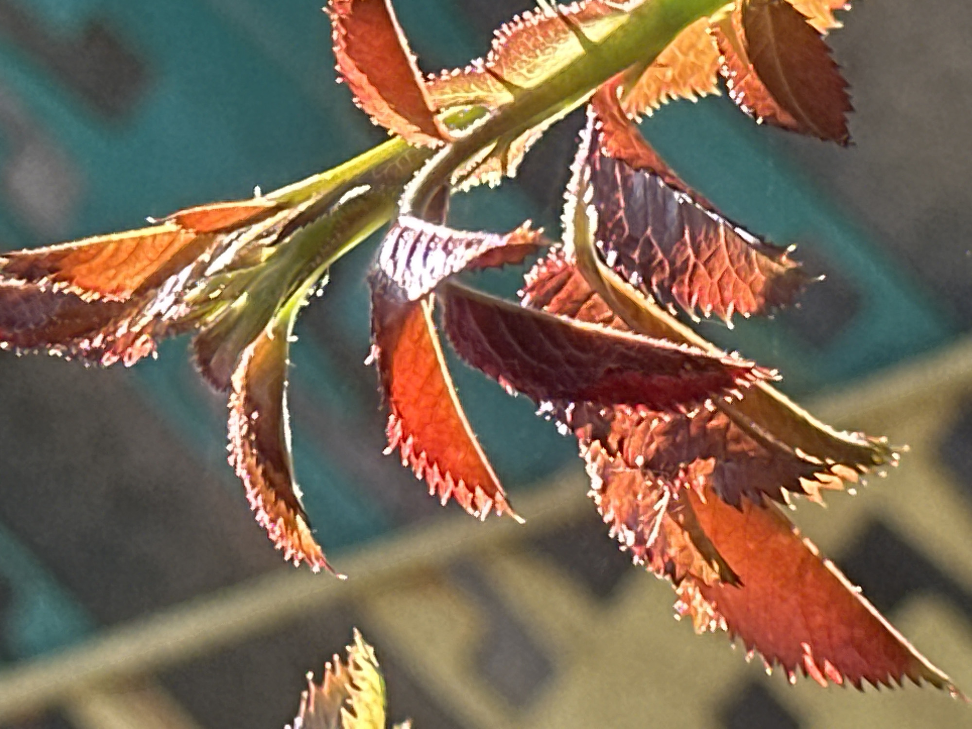 A close-up, slightly out-of-focus shot shows the vibrant red and orange leaves of a young plant. The leaves have serrated edges and are catching the sunlight, causing them to glow. The background is blurred, showing hints of a yellow lattice structure and a teal-colored surface. There is no indication of Lobacheve, Ukraine.