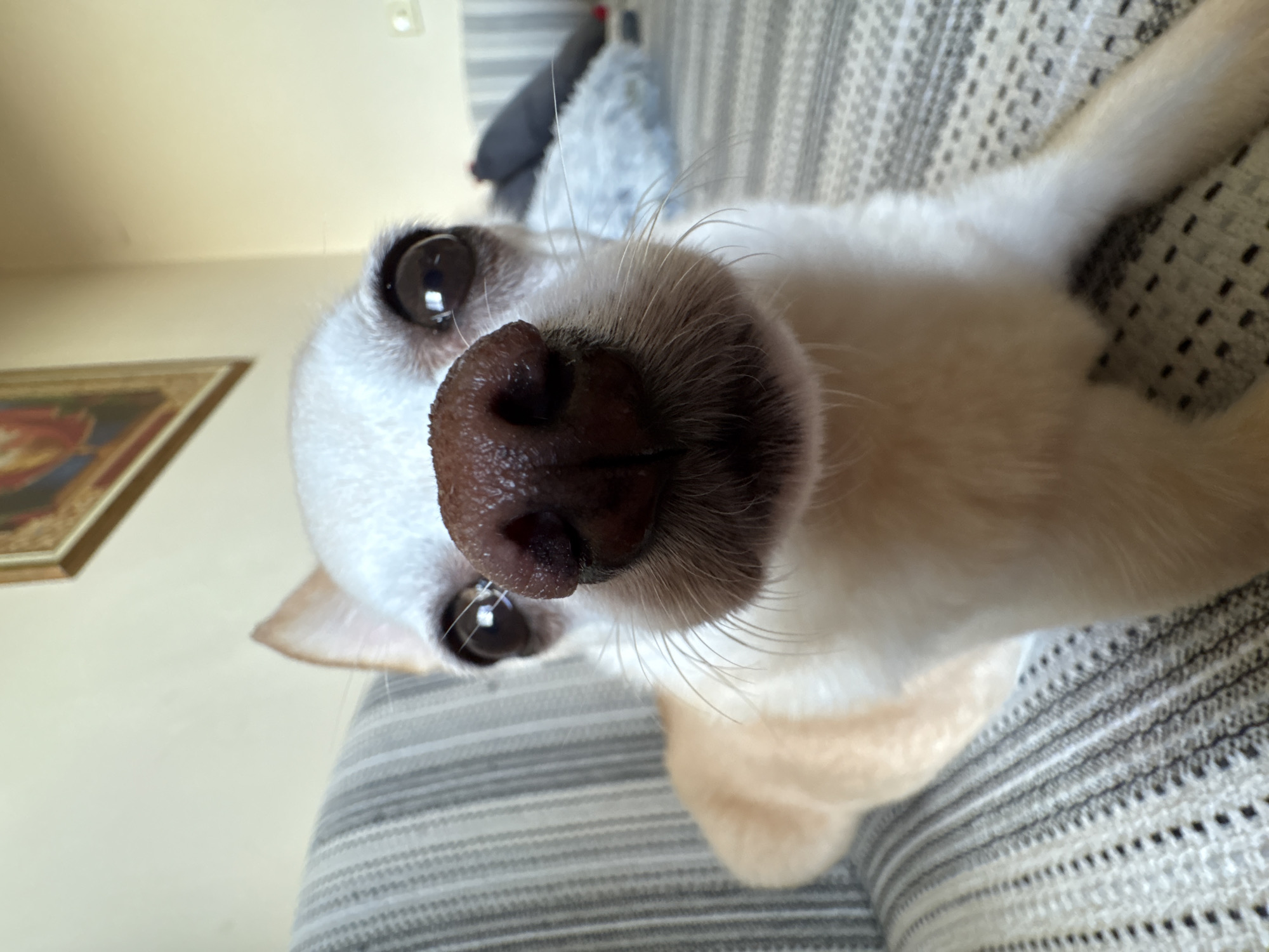 A close-up, eye-level, wide-angle shot shows a chihuahua dog's face in sharp focus as it looks directly at the camera. The dog's nose, a dark brown color with a moist texture, fills a significant portion of the foreground. Its large, dark eyes are also prominent, reflecting a light source. The dog's white fur transitions to a light tan color on its body, which is visible extending to the right of the frame. The dog is positioned on a textured couch with alternating striped patterns of gray and white. In the blurred background, a framed picture hangs on a light-colored wall. The scene appears to be indoors, likely in a residential setting, such as a living room. The image does not provide specific information about the city of Vratsa, Bulgaria.