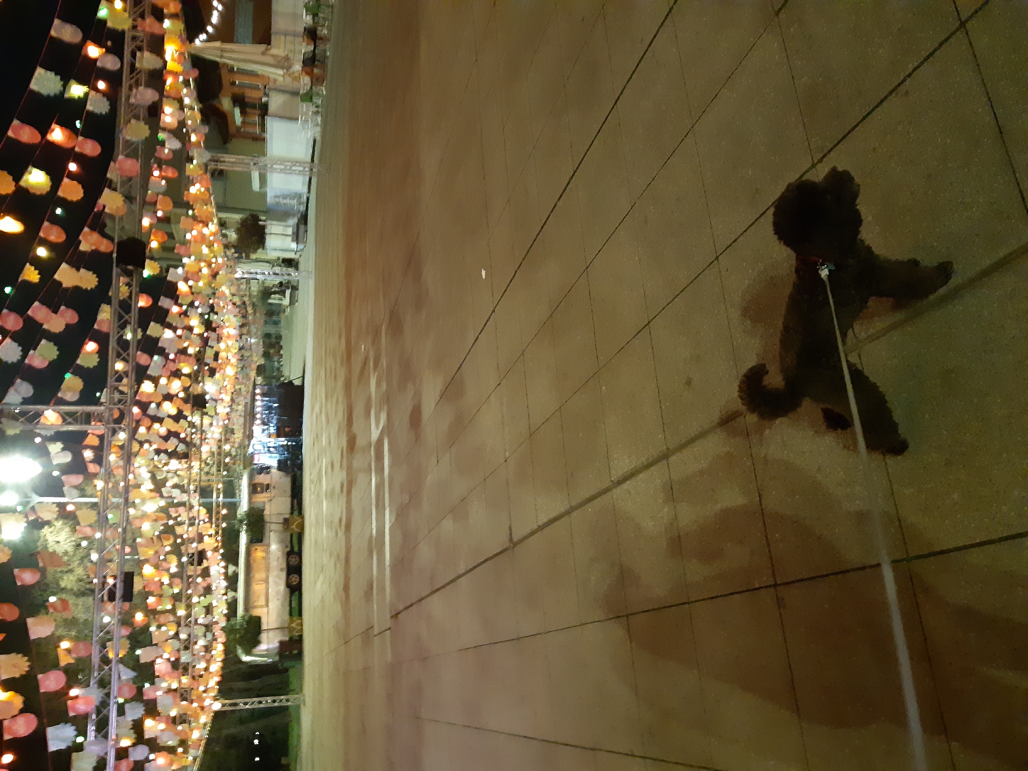 The image depicts a street scene in Plovdiv, Bulgaria at night. A black poodle on a leash stands on a tiled sidewalk. To the left, a row of illuminated, colorful paper lanterns hangs from a metal frame, creating a festive atmosphere. In the background are buildings and trees. The ground appears wet, reflecting the lights.