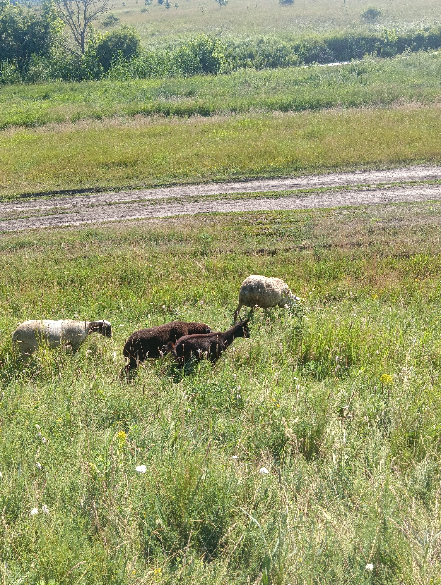 In an outdoor, rural setting with lush green grass and scattered wildflowers, a herd of four sheep graze in a field. The sheep are of varying colors, with one being white and the other three dark brown. A dirt road or path runs diagonally across the upper portion of the image. The background consists of more green vegetation, including trees and bushes, and a hazy, distant landscape. The image appears to be taken on a sunny day.