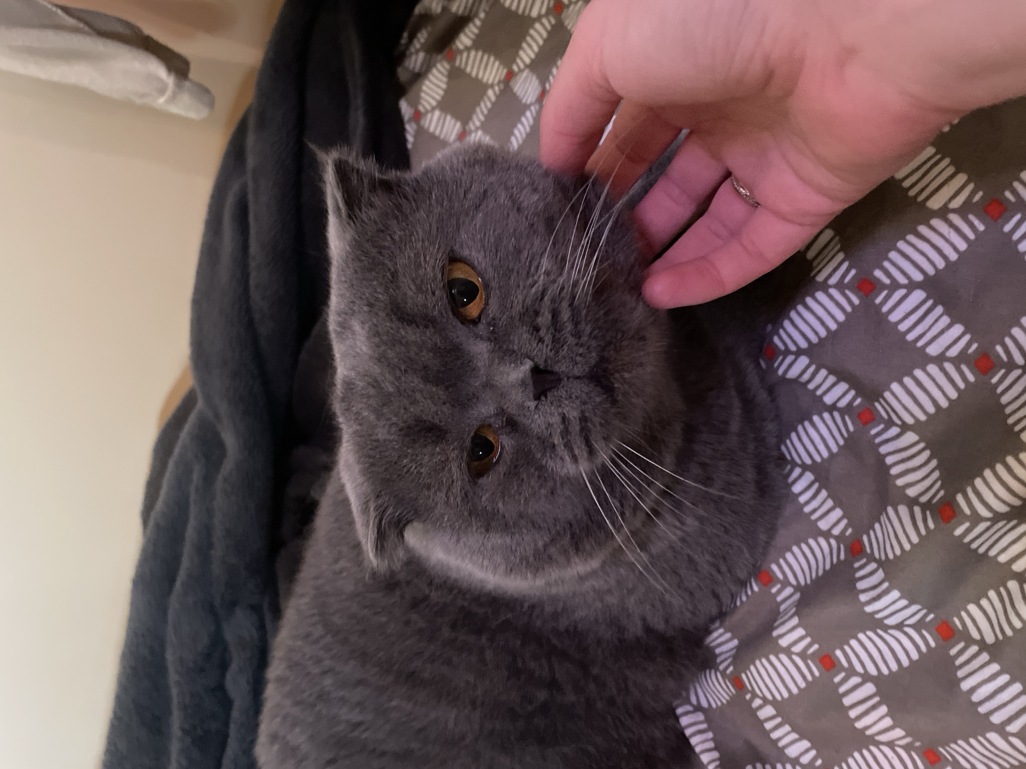 A close-up, eye-level shot shows a Scottish Fold cat with grey fur and orange eyes being petted on the cheek by a person's hand. The cat is lying on a bed with a patterned grey and white duvet. A dark grey blanket is visible behind the cat. The background is a plain, light-colored wall. The image was taken in an indoor, domestic setting.