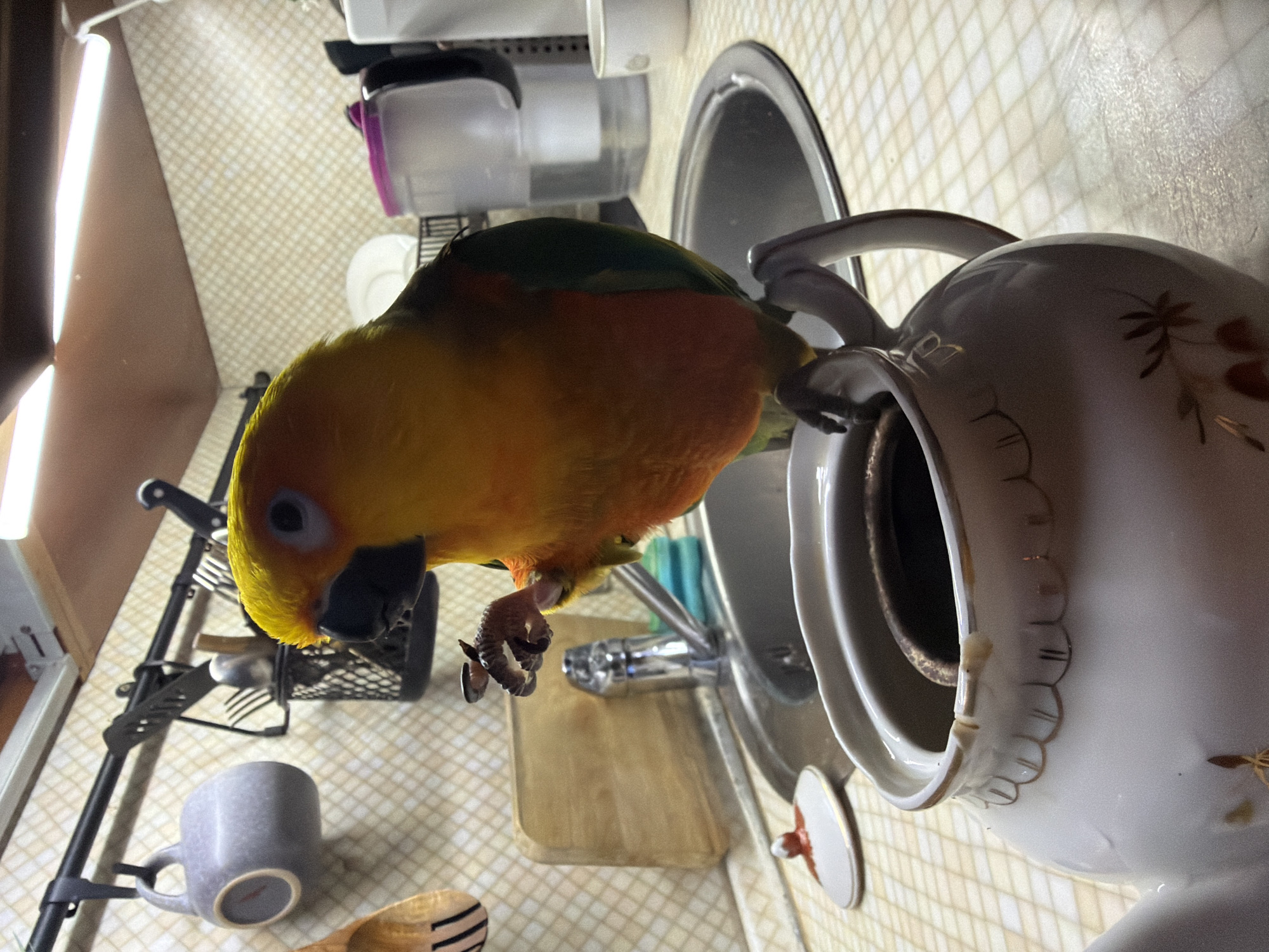 This image, rotated 90 degrees clockwise, captures a vibrant sun conure parrot exploring a kitchen counter. The parrot, with its striking yellow-orange head and chest, green wings, and dark beak, is the central subject, perched near a kitchen sink. Its right foot is visible, with claws gripping the handle of a white ceramic pitcher. The parrot's gaze is directed downwards, suggesting curiosity or investigation of the objects around it.
The setting is a kitchen, featuring a stainless steel sink with a chrome faucet. The white ceramic pitcher, adorned with subtle brown and gold patterns, stands prominently next to the sink. A portion of its lid is also visible. To the left of the parrot, an upside-down gray mug rests on the counter. Further to the left, a black metal utensil holder or dish rack contains forks and other cutlery. In the background, clear plastic storage containers with dark lids are visible. The counter surface is covered in light-colored, possibly beige or cream, square tiles. Bright artificial light emanates from long fluorescent or LED strip lights located above the counter.
The image portrays the parrot's active exploration of its environment. There is no visible text. The bright artificial lighting indicates an indoor setting, making the time of day indeterminate. The location context provided is Khimki, Russia.